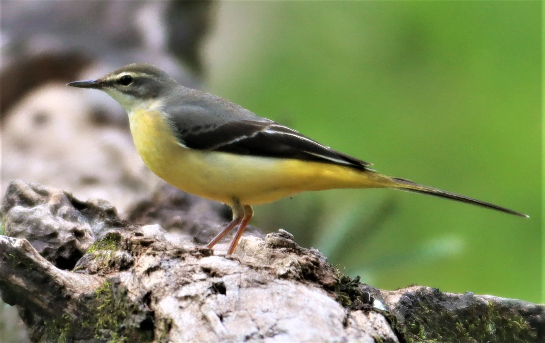 GREY WAGTAIL - Motacilla cinerea - CHONG YEN CAMPSITE MAE WONG NATIONAL PARK (7).jpg