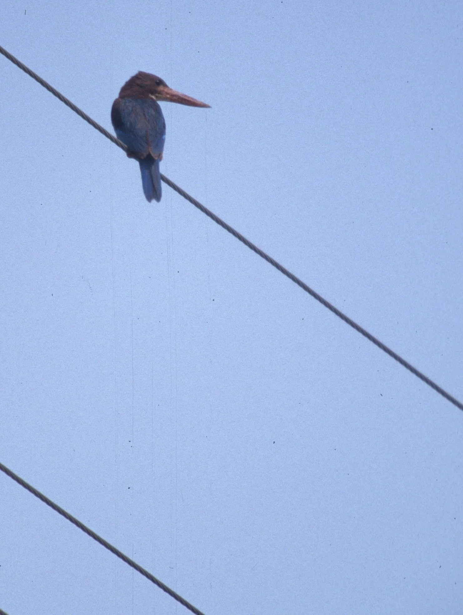 BIRD - KINGFISHER - COMMON KINGFISHER - KALEODEO INDIA (2).jpg