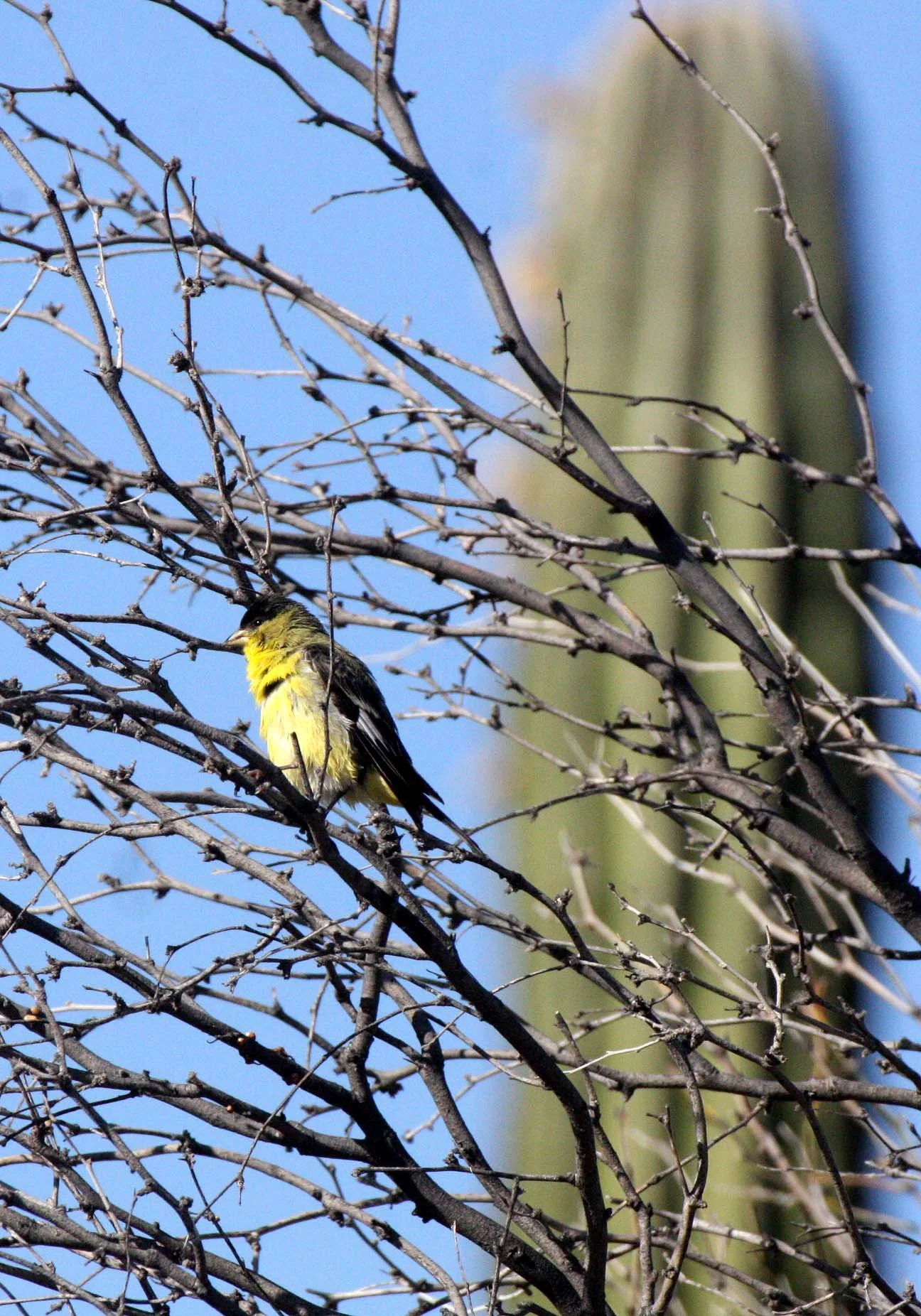 Lesser Goldfinch (Spinus psaltria) Catavina Desert, Baja Mexico 