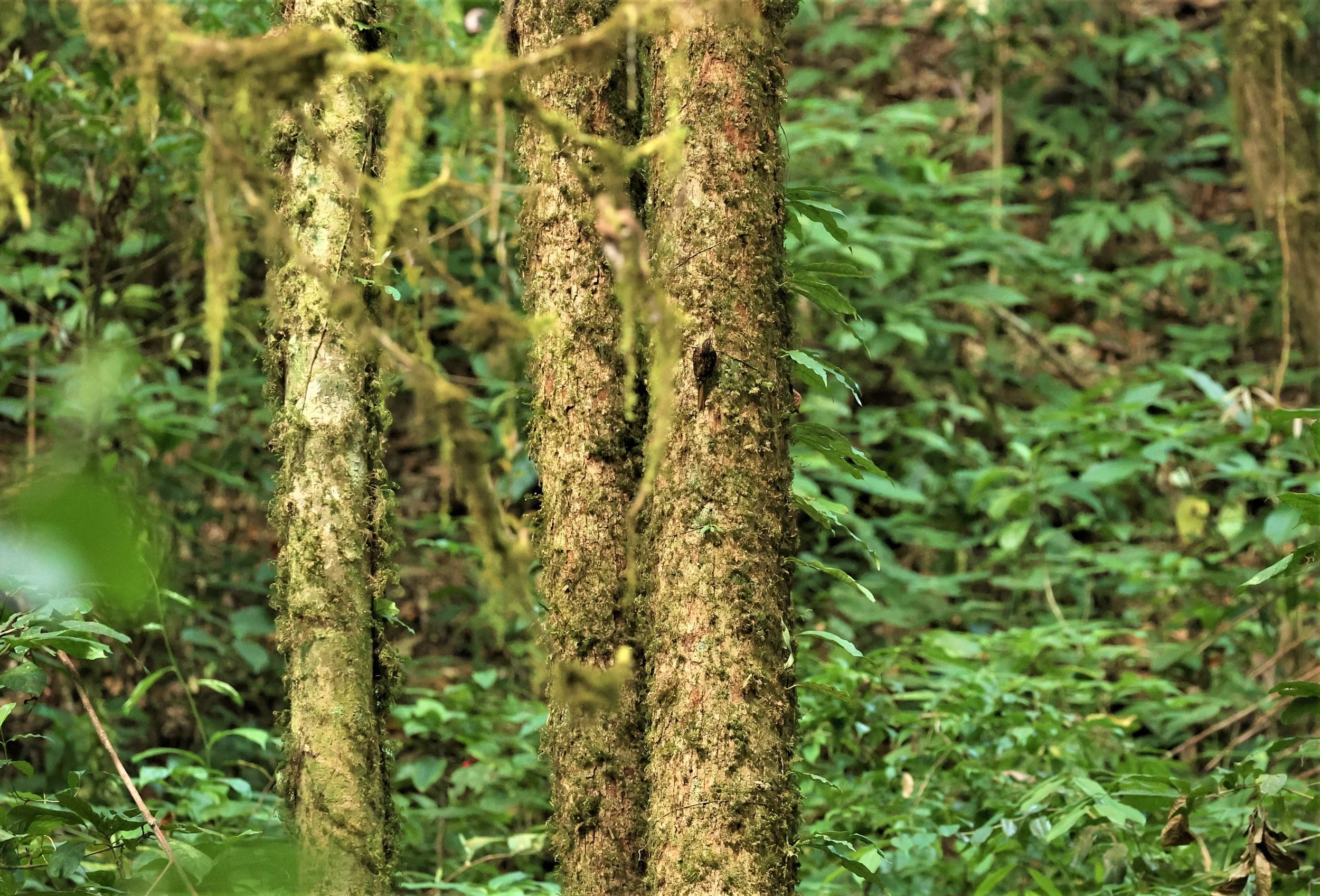 Family Certhiidae - Treecreepers — Coke Smith Wildlife