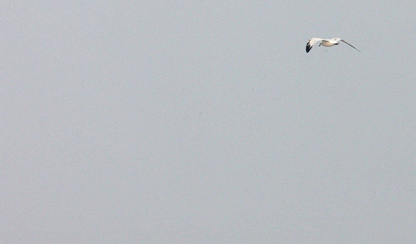 BIRD - GULL - RELICT GULL -  NANKOU, RUDONG, CHINA (3).JPG