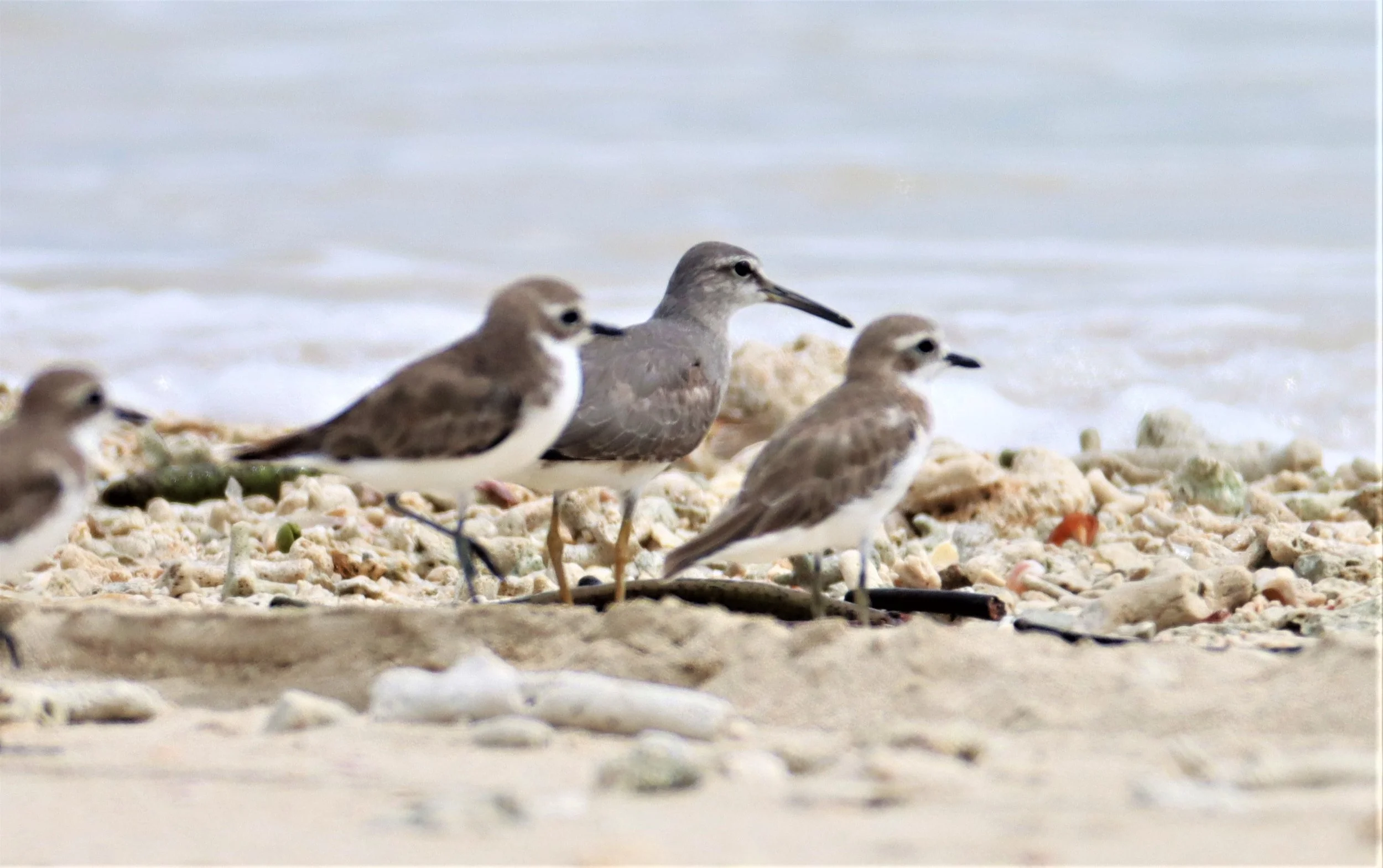 TATTLER - GREY-TAILED TATTLER - Tringa brevipes - WITH GREATER SAND PLOVER - LAEM PAKARANG PHANG NGA (10).jpg