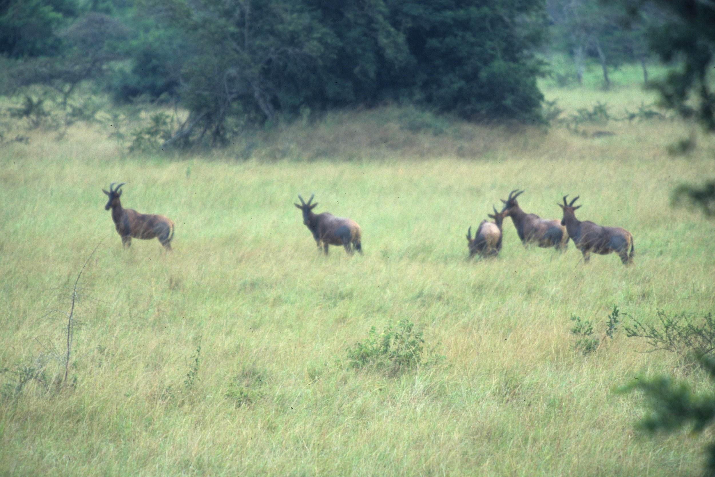 BOVID - TOPI - UGANDA (4).jpg
