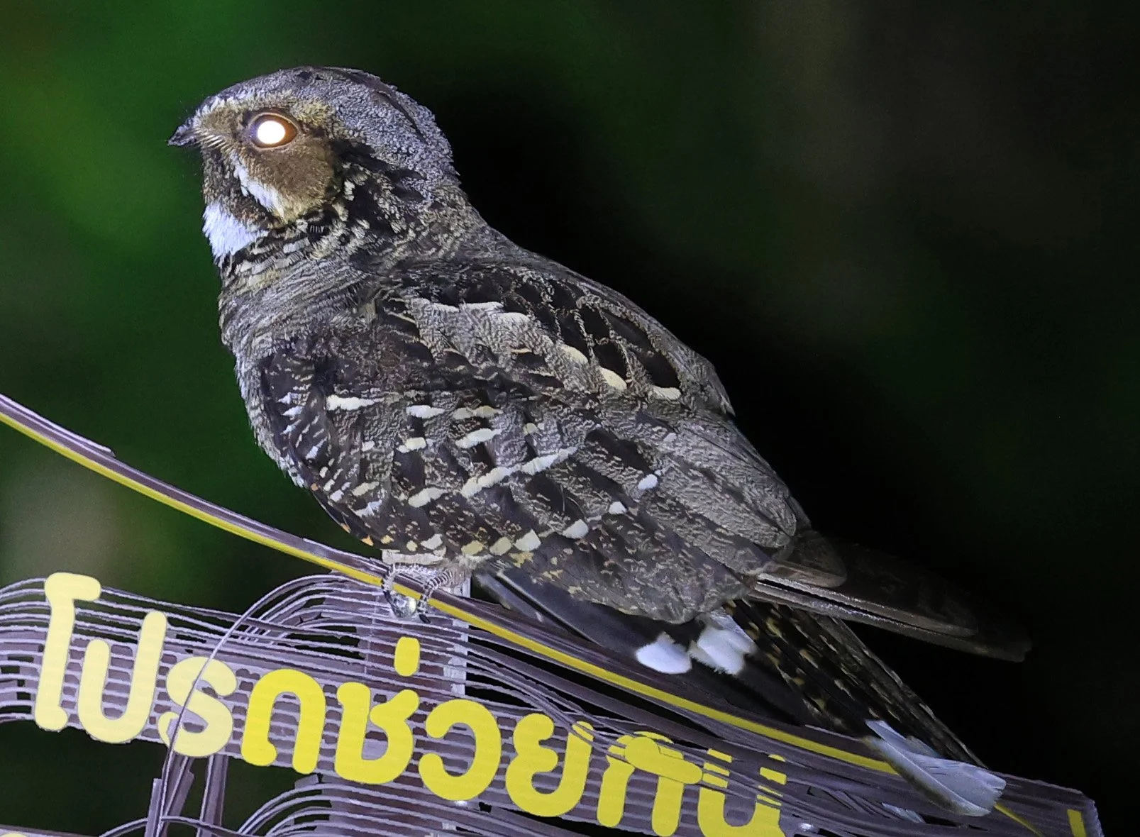arge-tailed Nightjar (Caprimulgus macrurus)