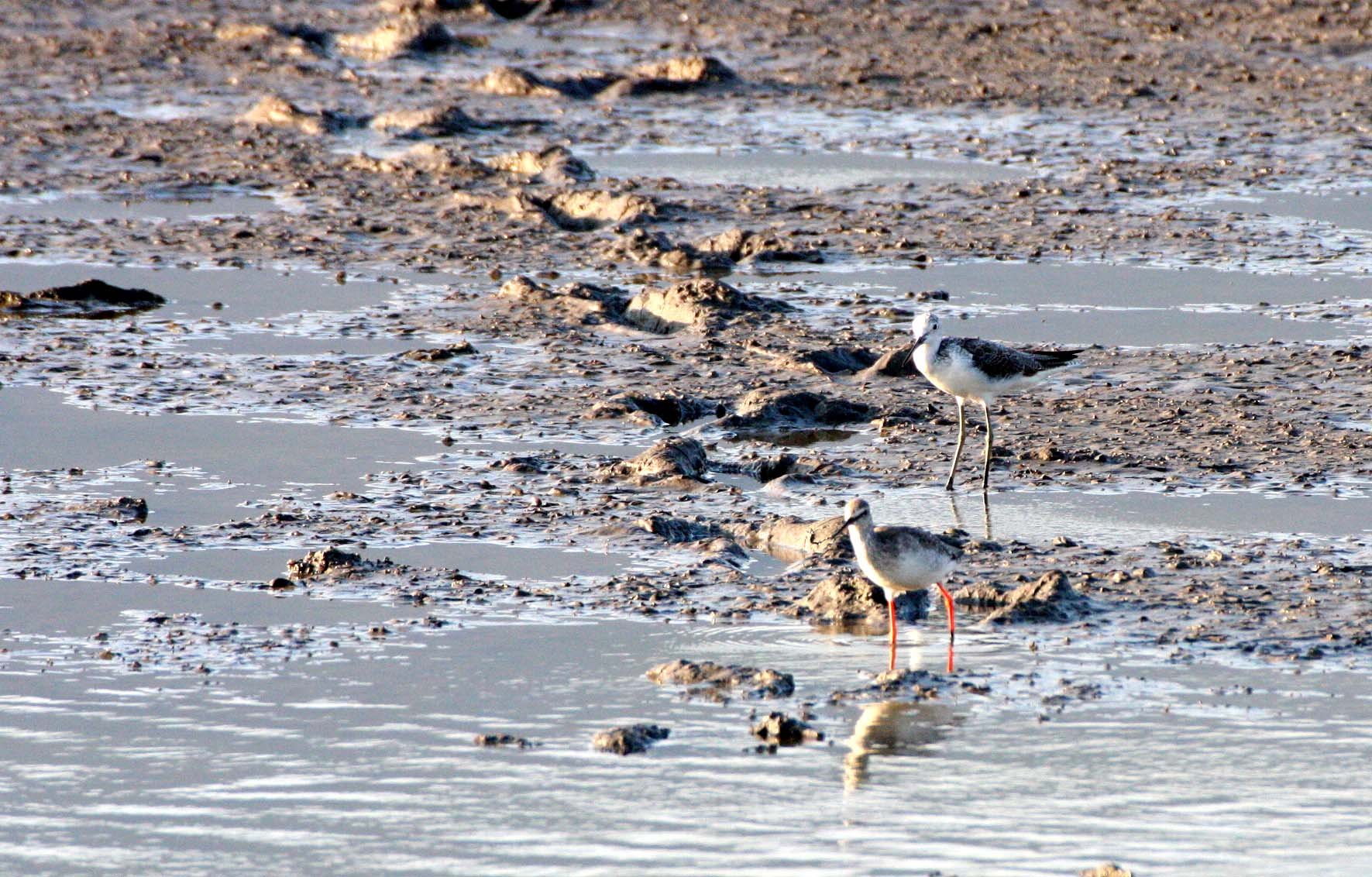 REDSHANK - COMMON REDSHANK - Tringa totanus - WITH GREENSHANK - KHAO SAM ROI YOT THAILAND.JPG