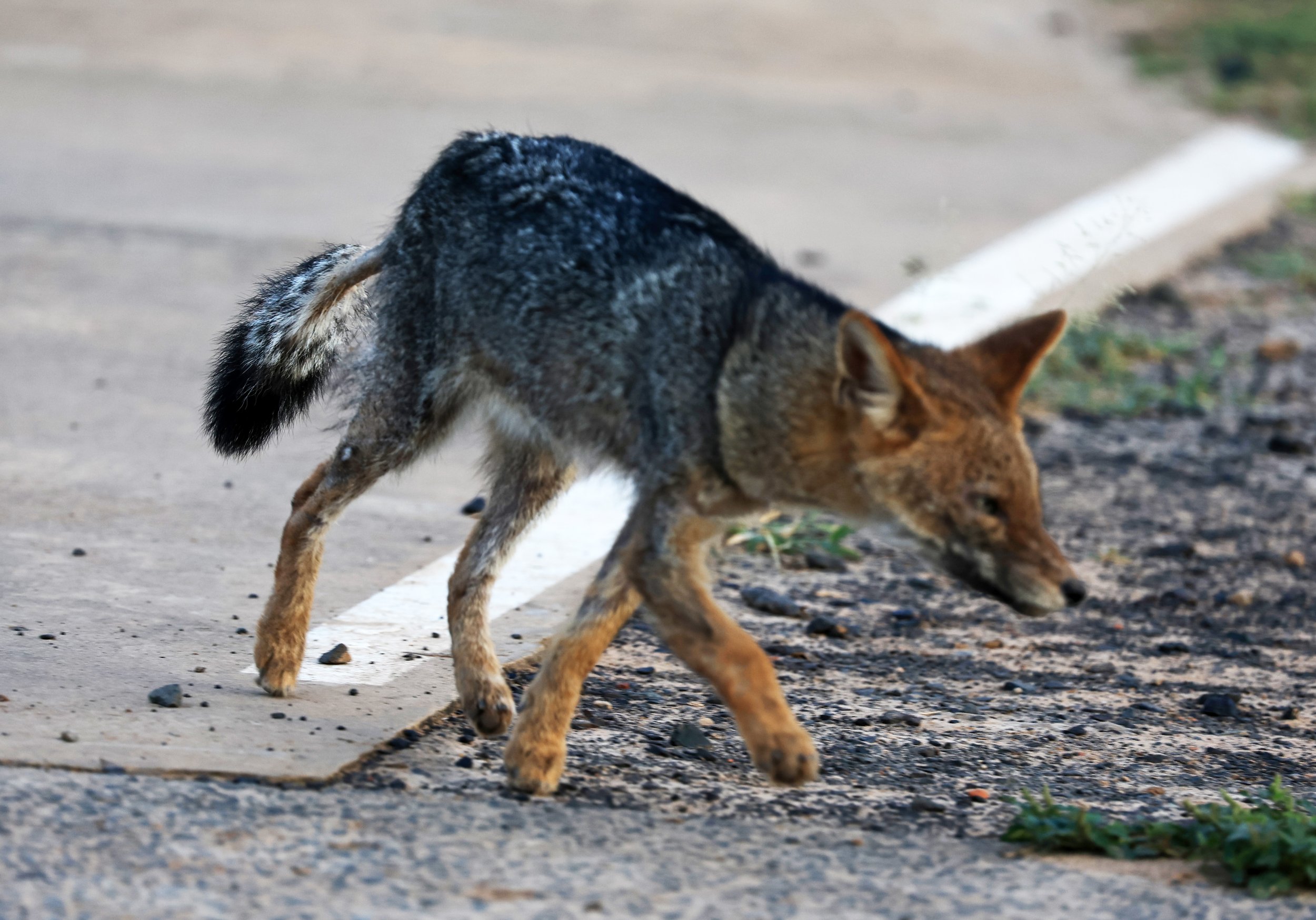 Pampas Fox (Lycalopex gymnocercus) Neuland Mennonite Colony Paraguay (8).jpg