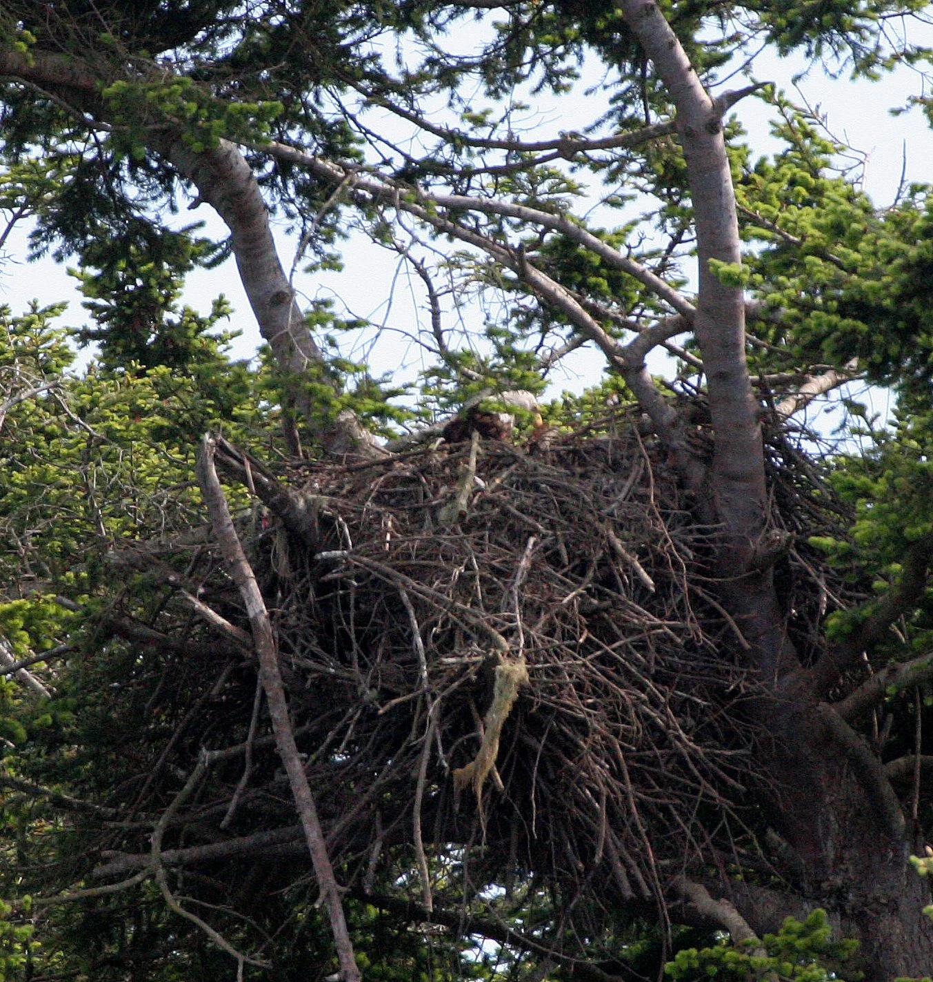 Haliaeetus leucocephalus - AMERICAN BALD EAGLE - SAN JUAN ISLANDS WA (11).JPG
