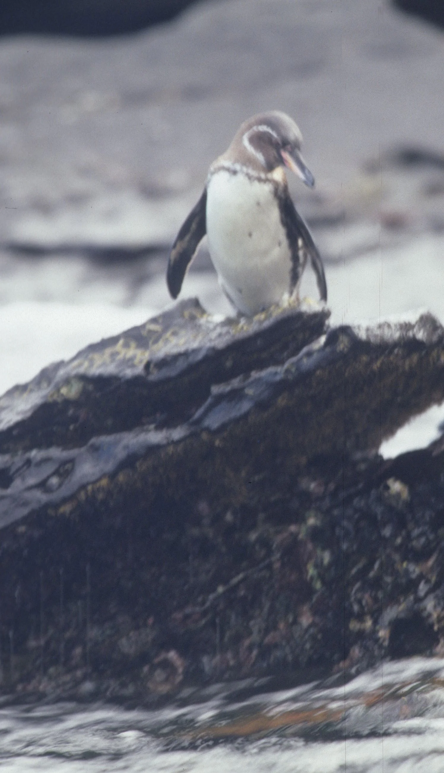 Galapagos Penguin (Spheniscus mendiculus) Galapagos Islands Ecuador (6).jpg