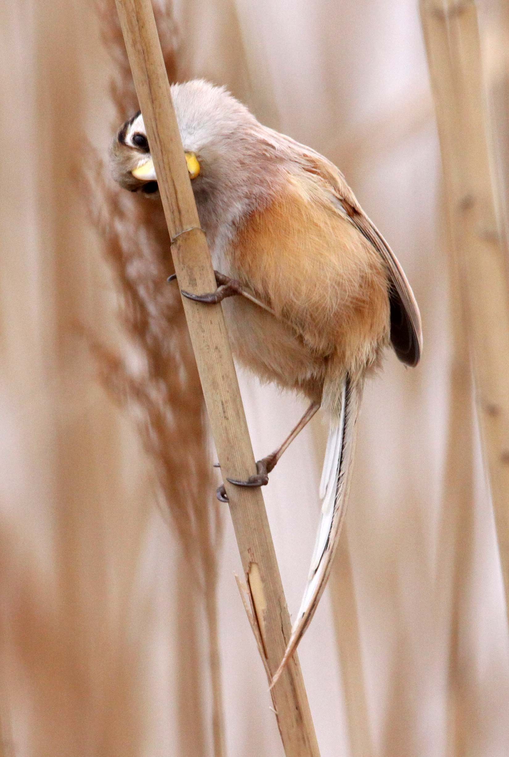 BIRD - PARROTBILL - REED PARROTBILL - YANCHENG CHINA (28).JPG