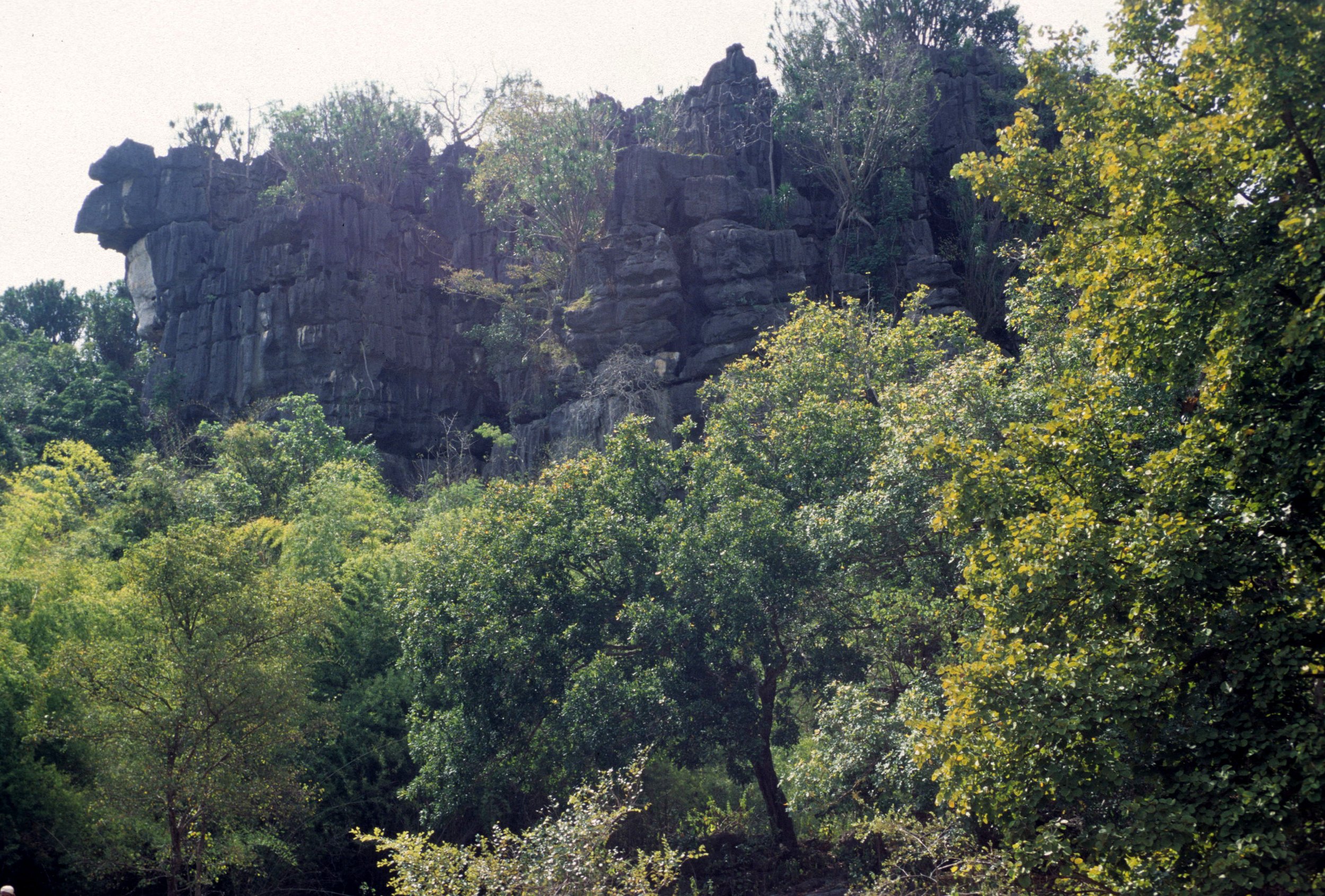 FLORES - CAVE.jpg