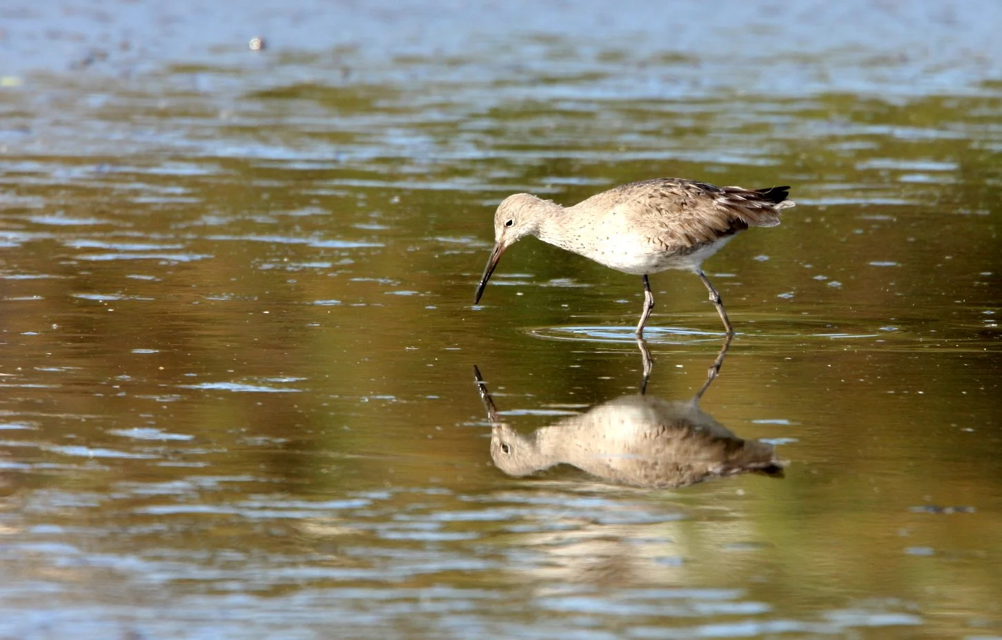 BIRD - WILLET - SAN JOAQUIN WILDLIFE REFUGE IRVINE CALIFORNIA.JPG