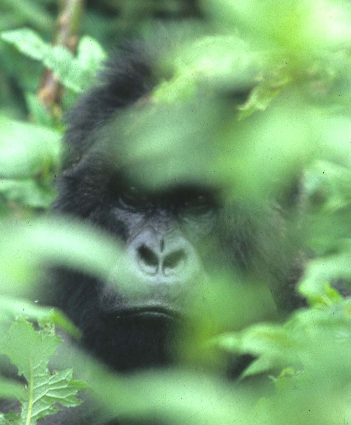 PRIMATE - GORILLA-RWANDA PARC DU VULCANS (31).jpg