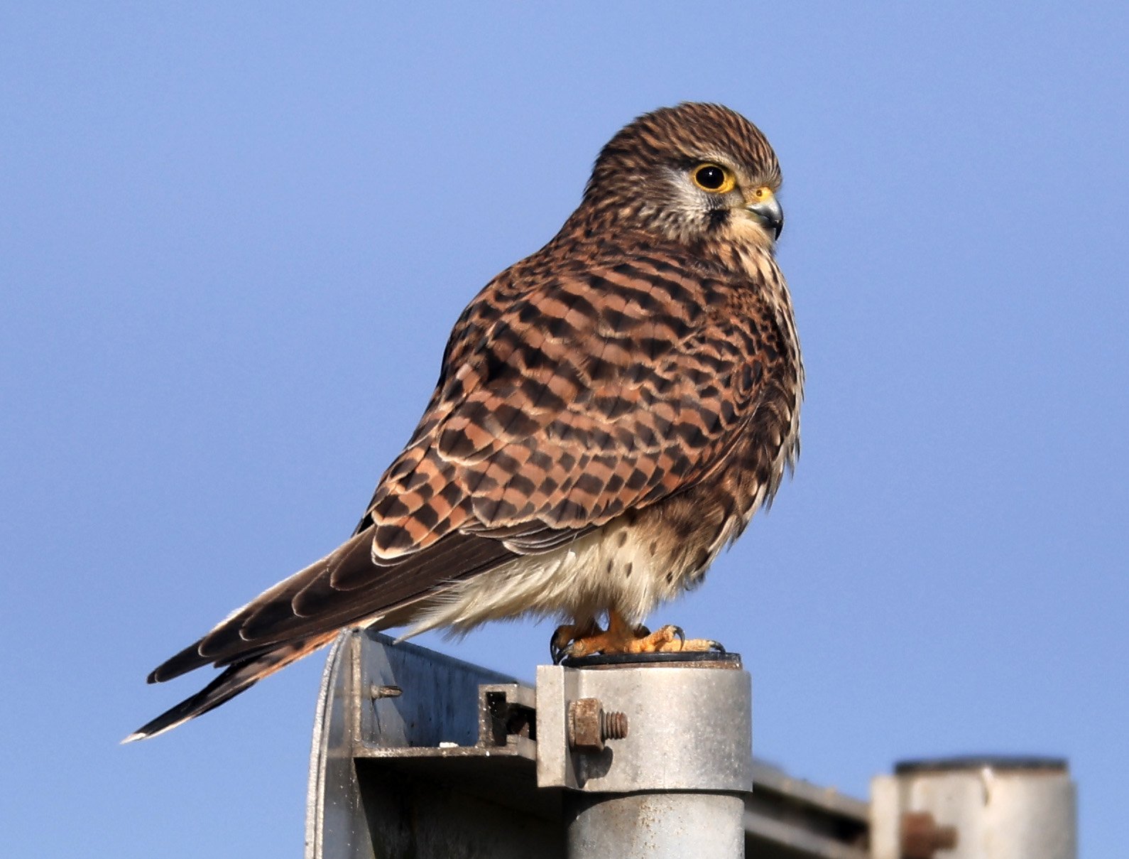 Eurasian or Common Kestrel (Falco tinnunculus) Izumi Crane Center and Fields Izumi Kagoshima Japan (17).jpg