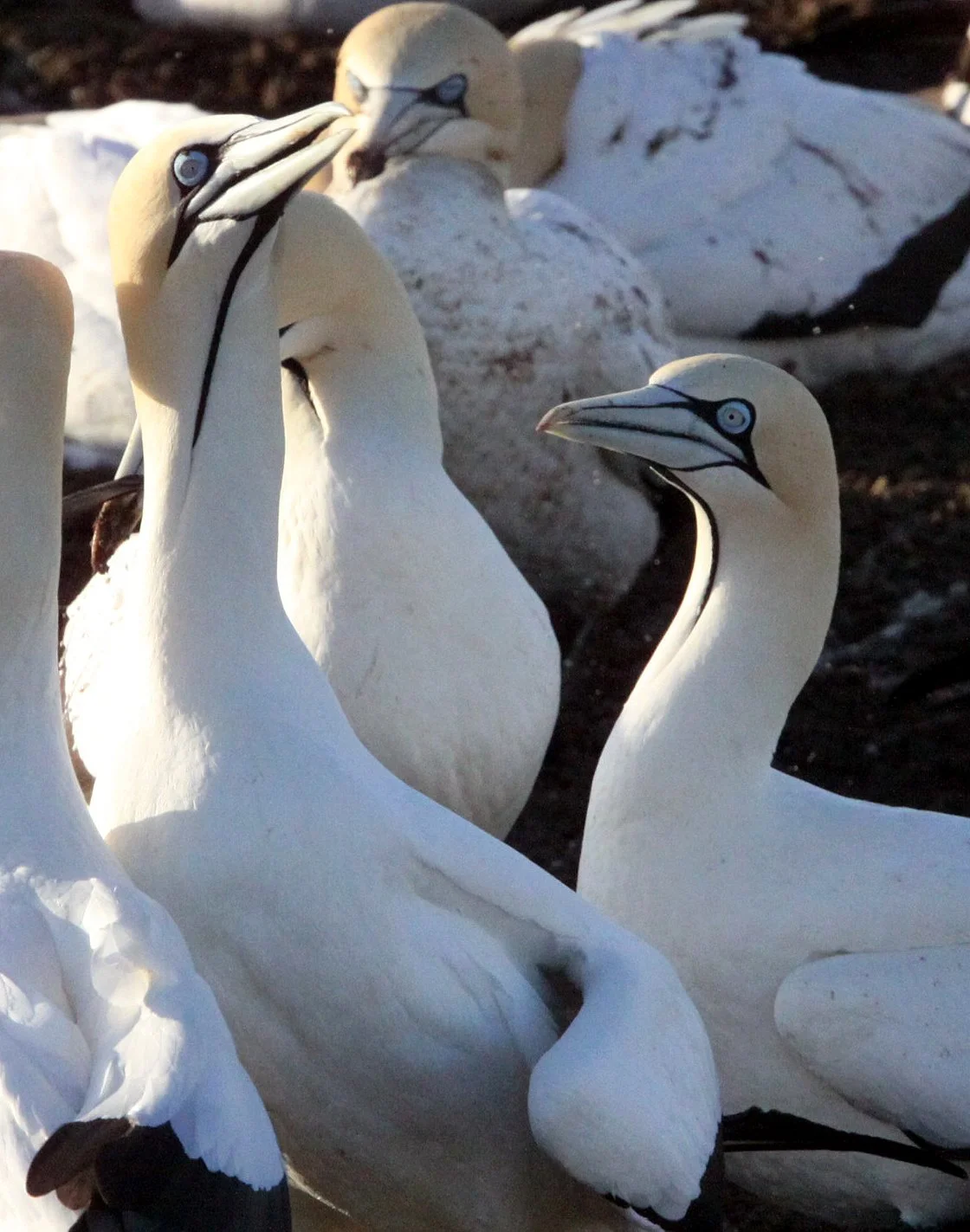 Cape gannet (Morus capensis) Lambert's Bay South Africa (56).JPG