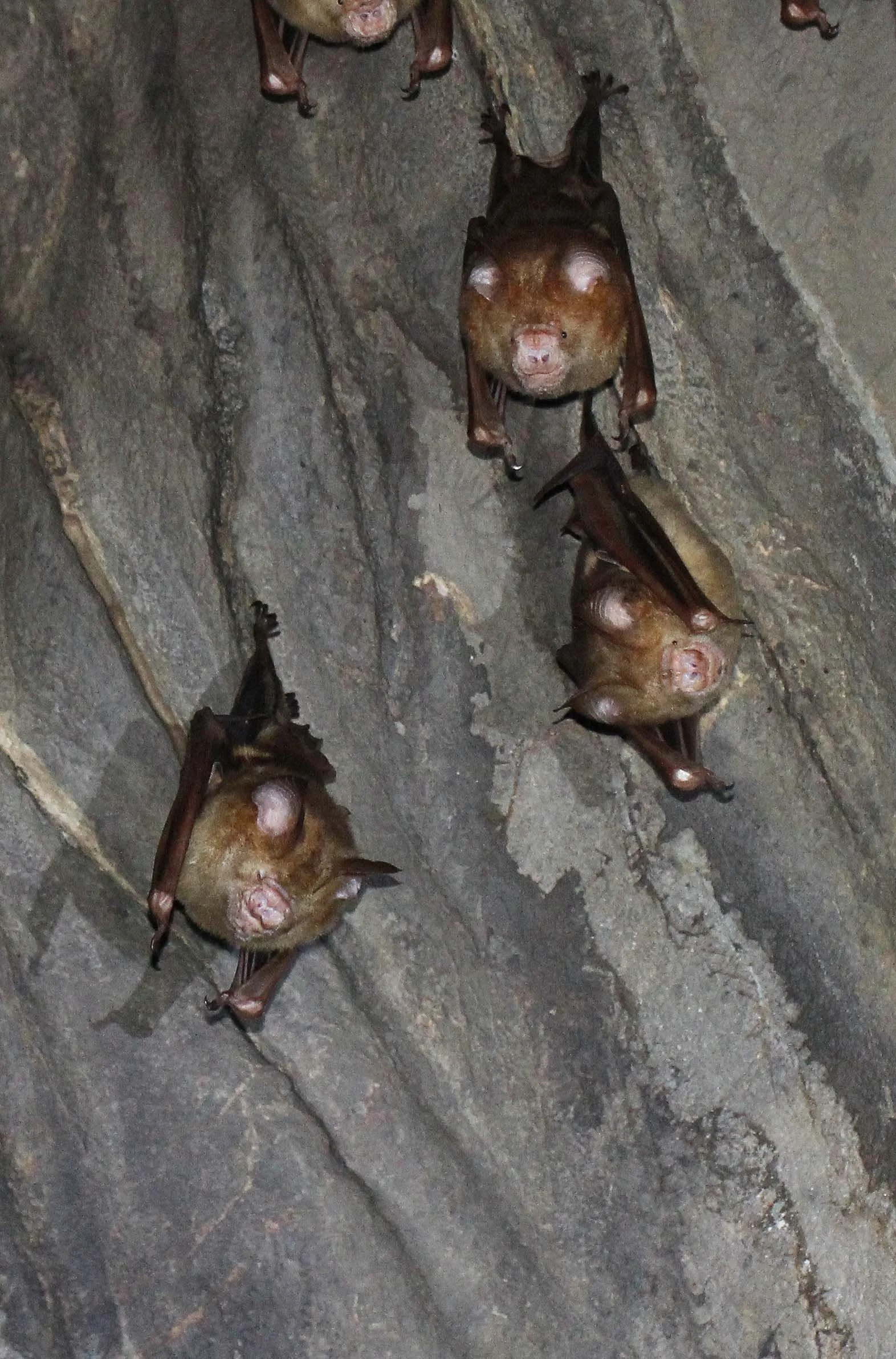 Hipposideros diadema - DIADEM ROUNDLEAF BAT - NAMTHALU - KHAO SOK NATIONAL PARK - SURATTHANI (21).JPG