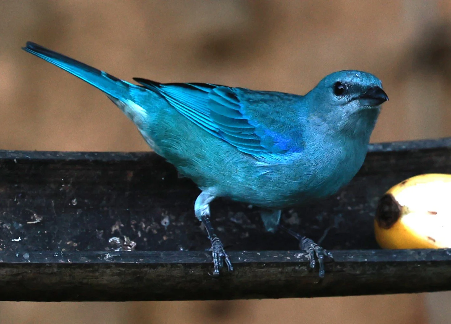 Azure-shouldered Tanager - Thraupis cyanoptera - Espirito Santo, Santa Teresa, Pousada Vita Verde