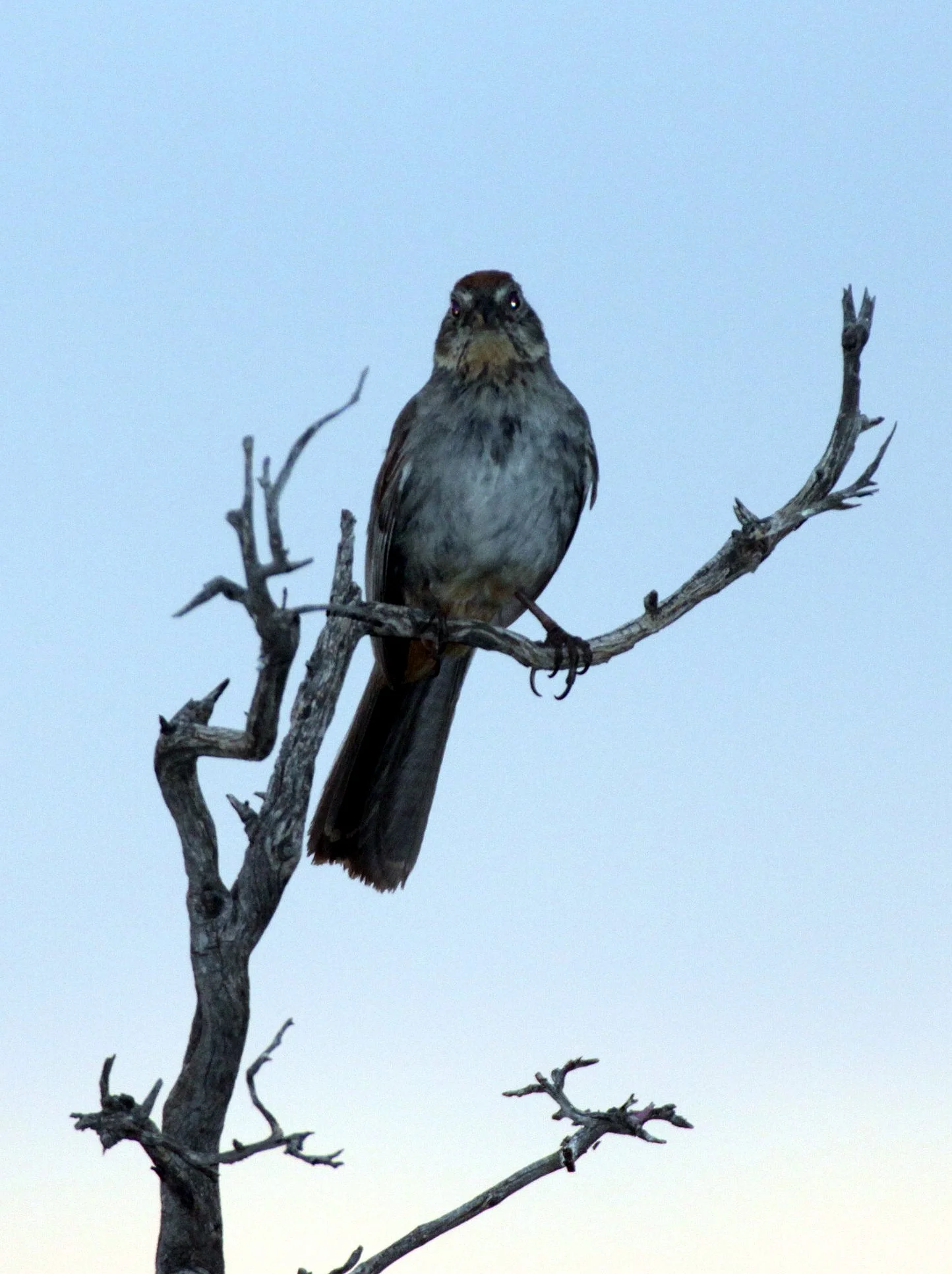 Canyon Towhee (Melozone fusca) Aguirre Springs New Mexico.JPG