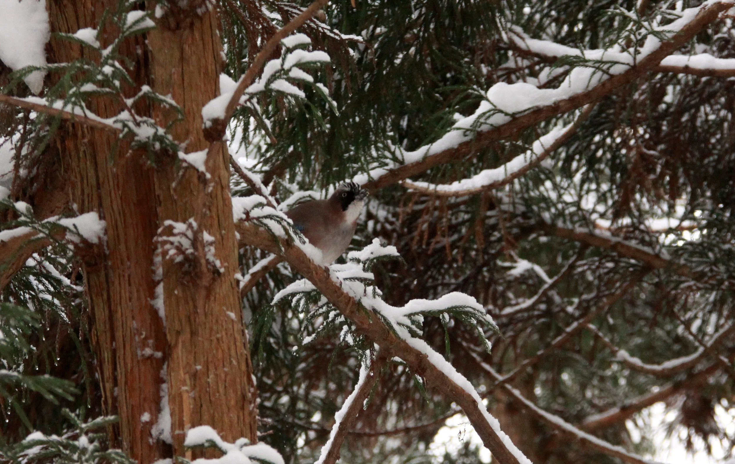JIGOKUDANI ONSEN - NAGANO PREFECTURE JAPAN - FOREST SCENCES (41).JPG