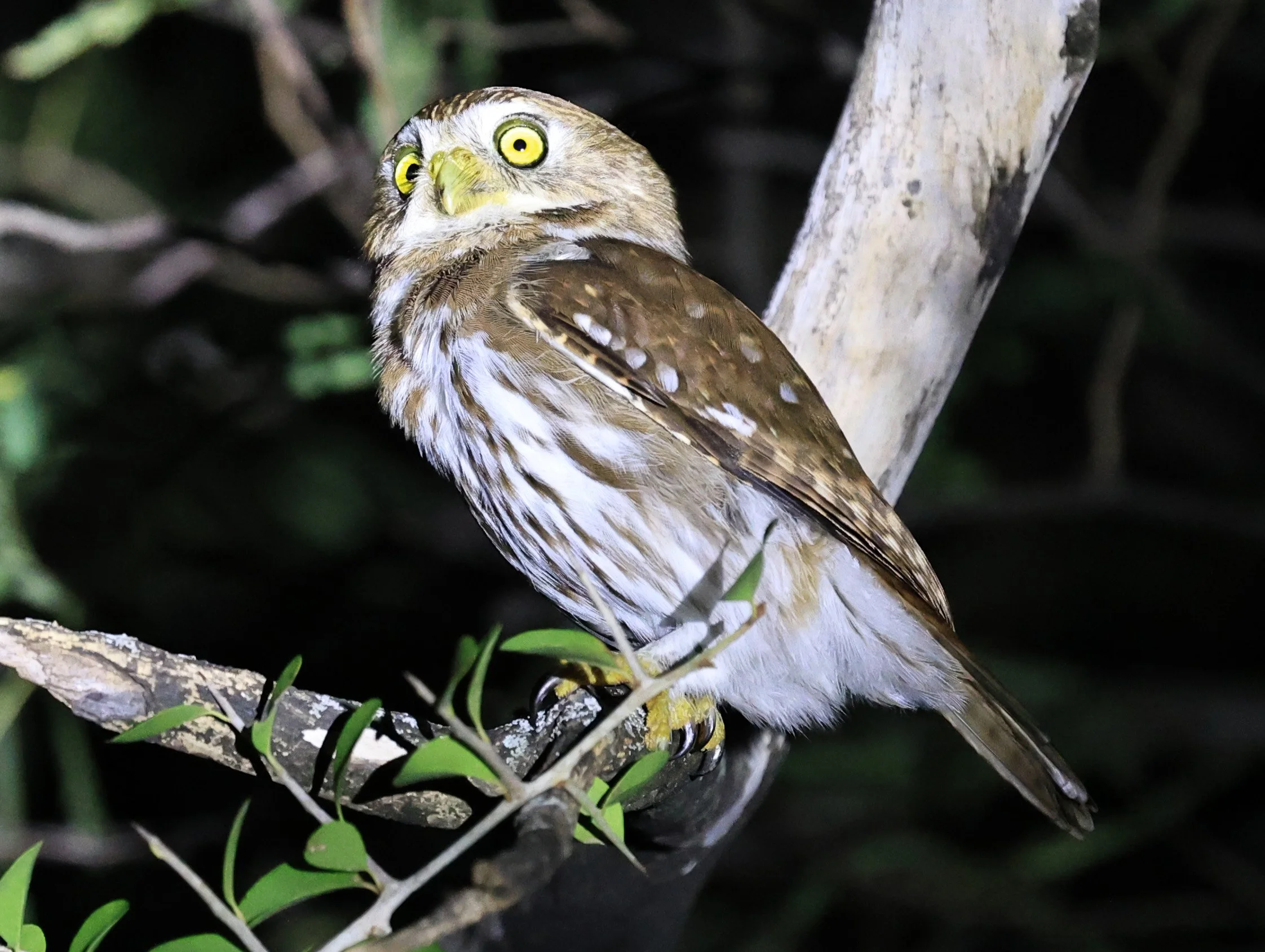 Ferruginous Pygmy-Owl (Glaucidium brasilianum) Reserva Nueland  Selva Serena (57).jpg