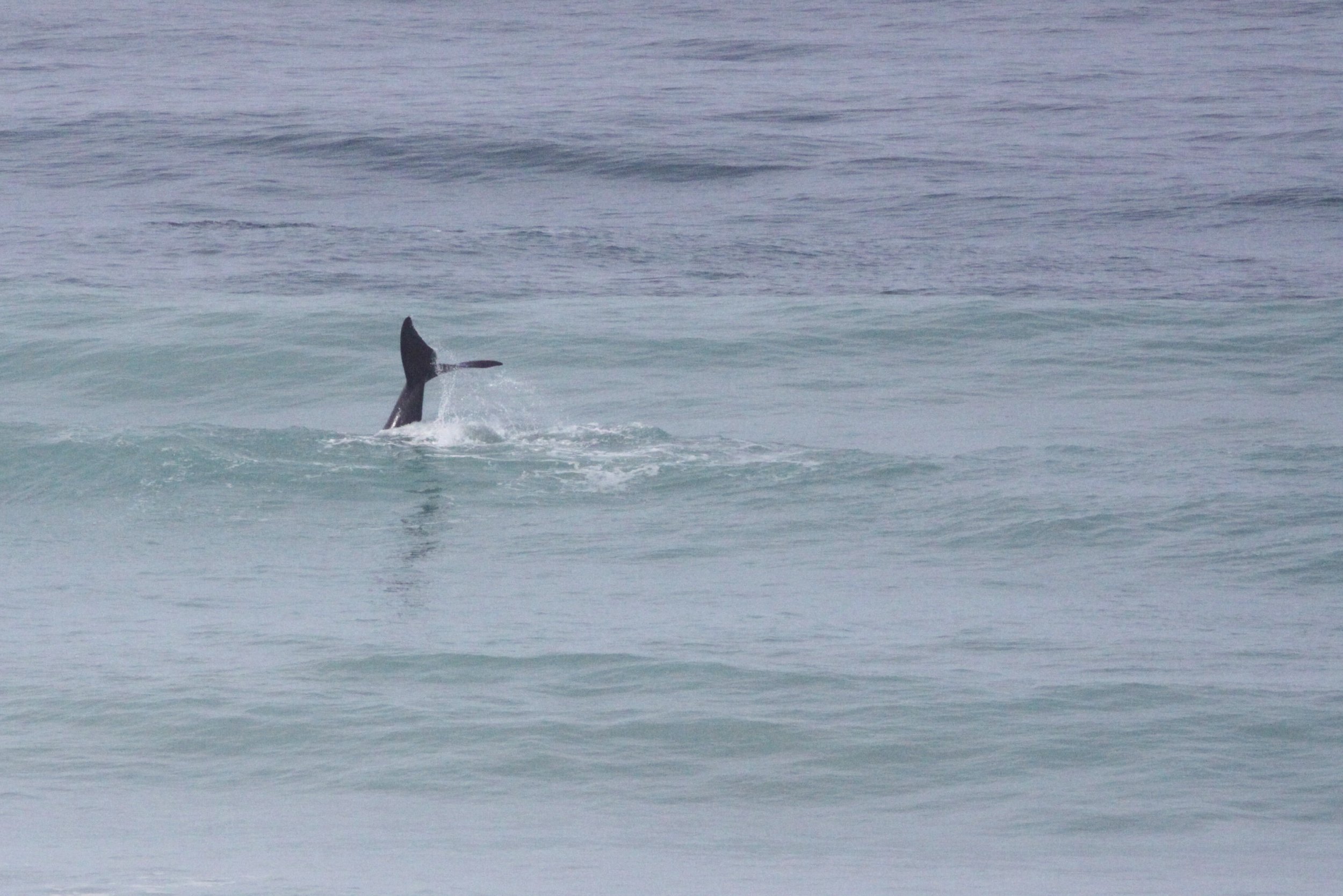 Eubalaena australis - SOUTHERN RIGHT WHALE - DE HOOP RESERVE SOUTH AFRICA (10).JPG