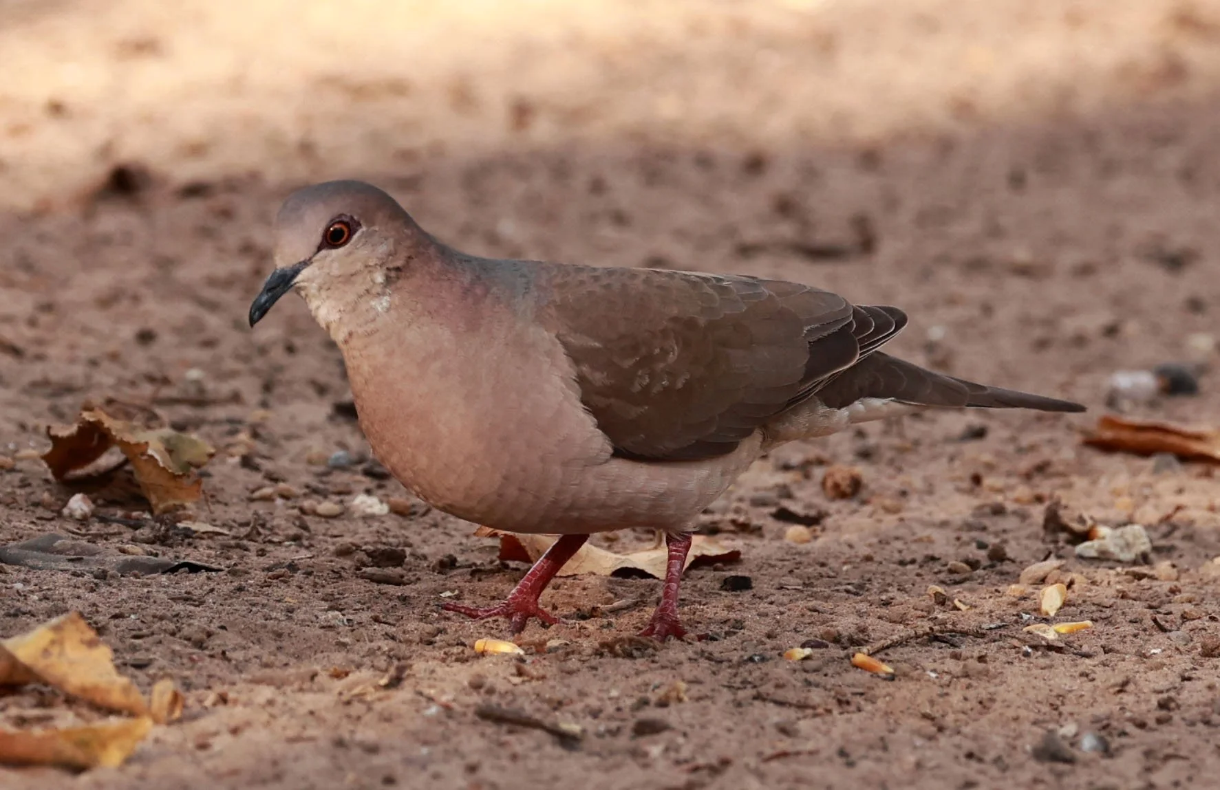 Gray-fronted Dove (Leptotila rufaxilla) Porto Alegre Lodge, Pantanal (7).jpg