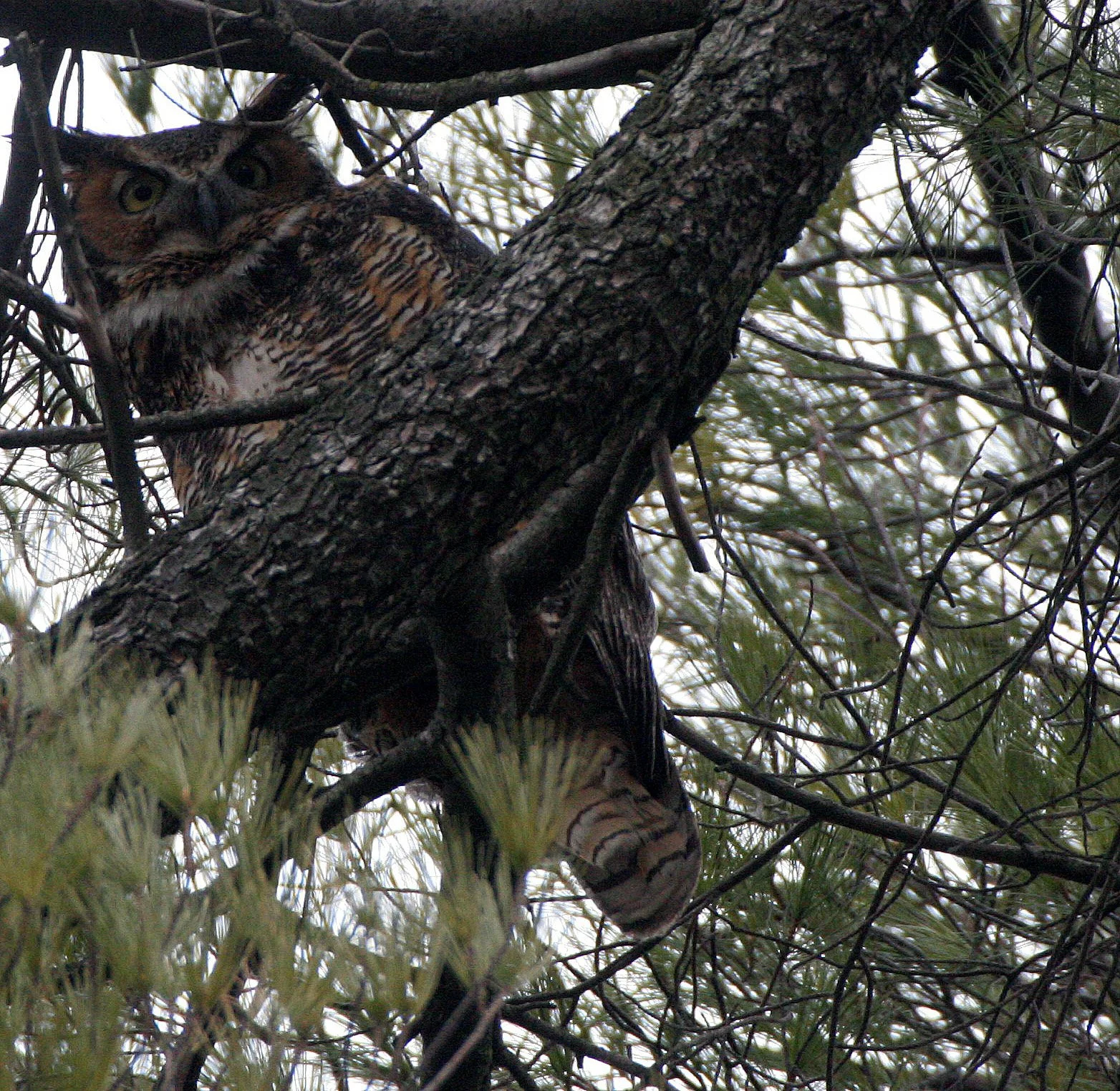 Bubo virginianus - GREAT-HORNED OWL - GENEVA COURTHOUSE ILLINOIS (42).JPG