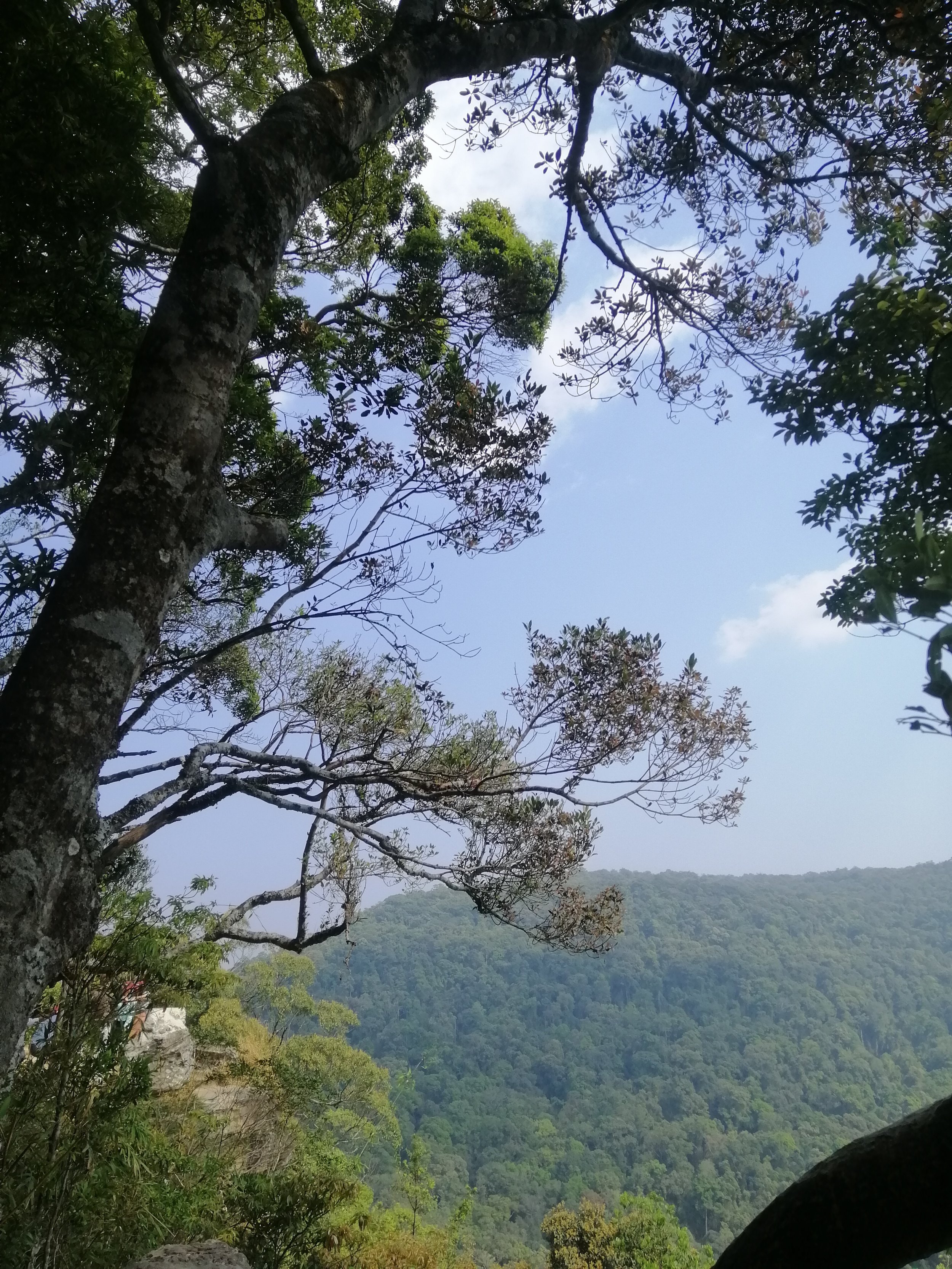 The view heading east from Pha Diew Dai's Hill Evergreen Forests (=Lower Montane Rainforest), the highest plant community in the Eastern Forest Complex.