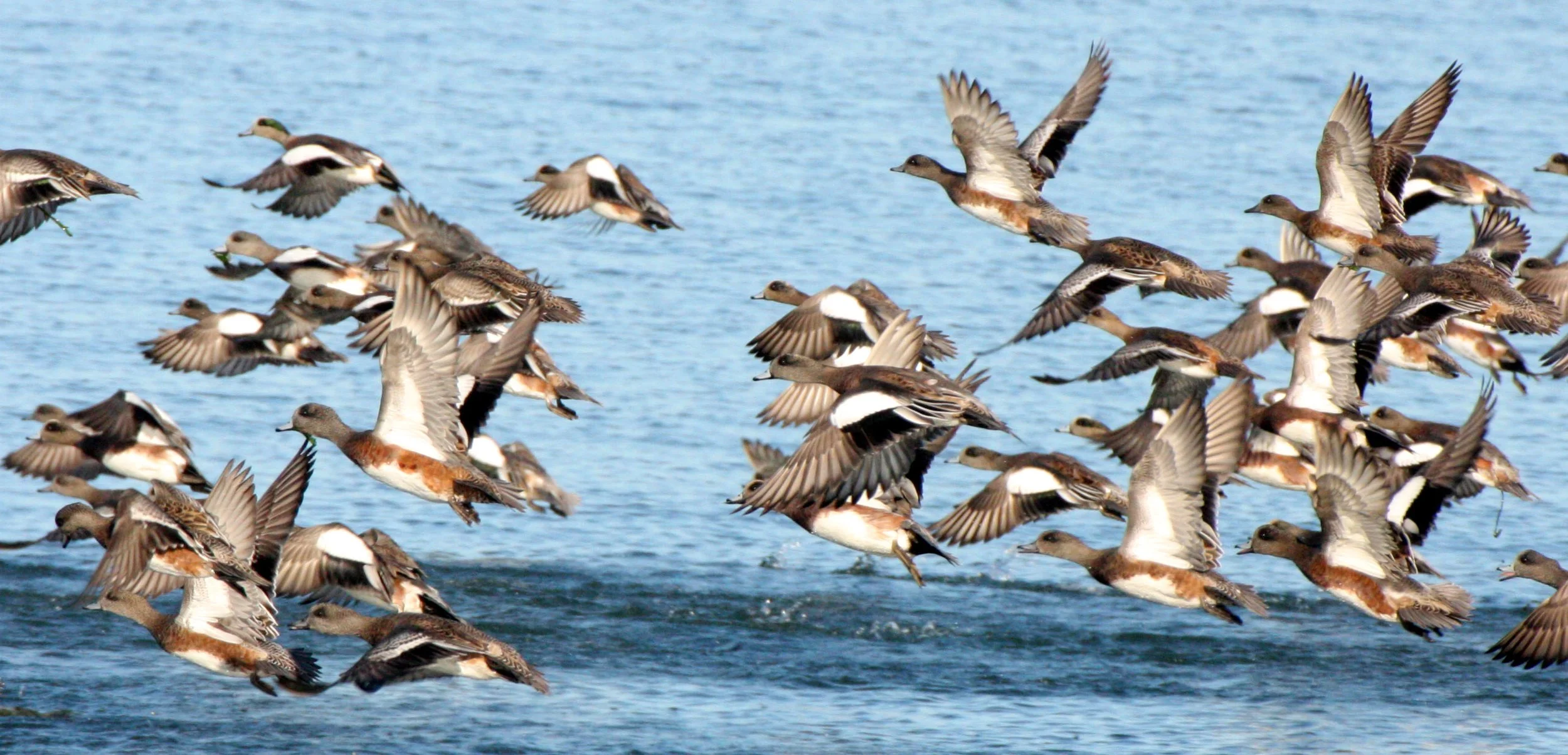 WIGEON - AMERICAN WIGEON - Mareca americana - THREE CRABS DUNGENESS RIVER MOUTH WETLAND SEQUIM WASHINGTON (8).JPG