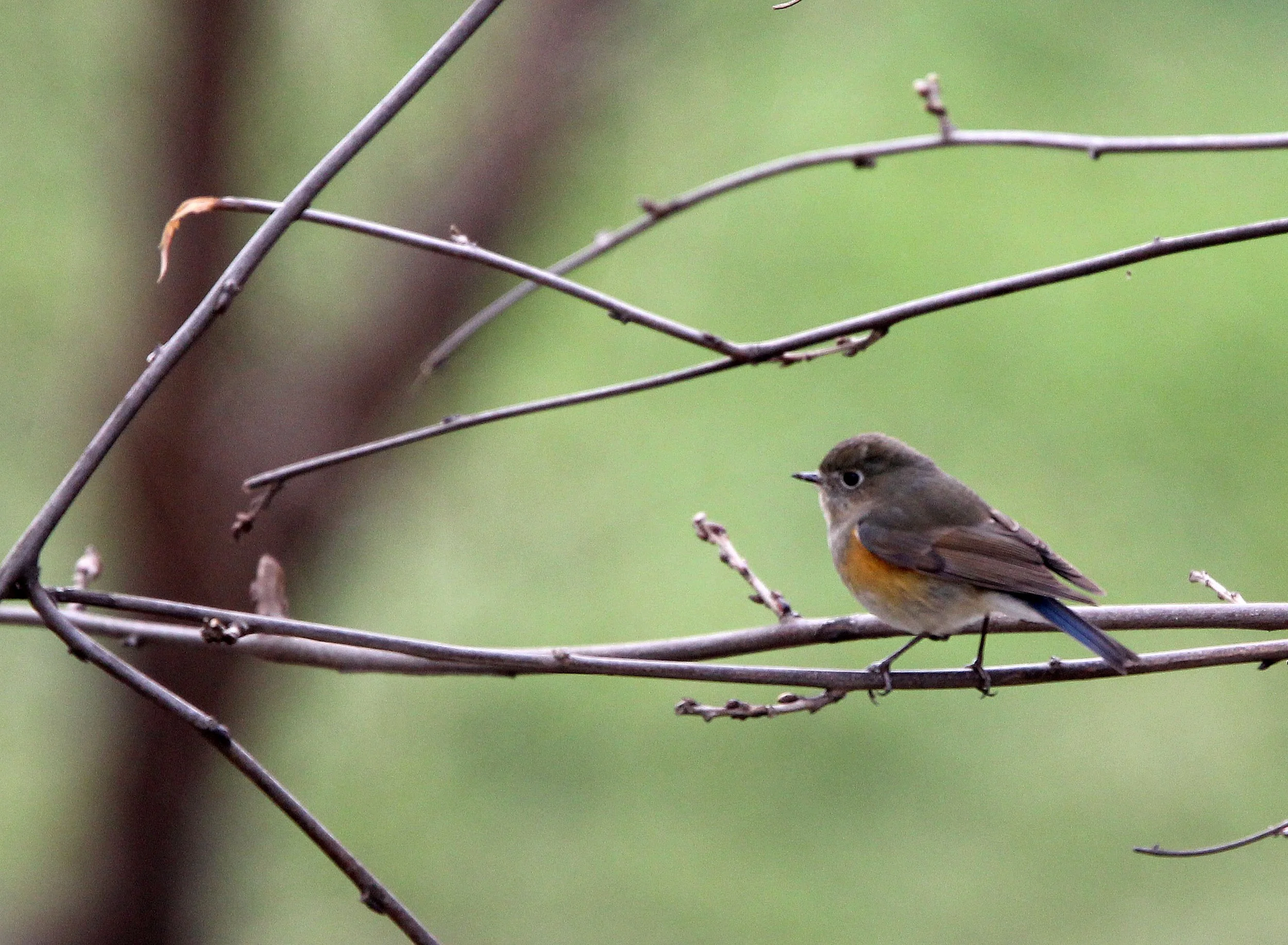 BIRD - ORANGE-FLANKED BUSH ROBIN - BINJIANG FOREST PARK SHANGHAI (14).JPG