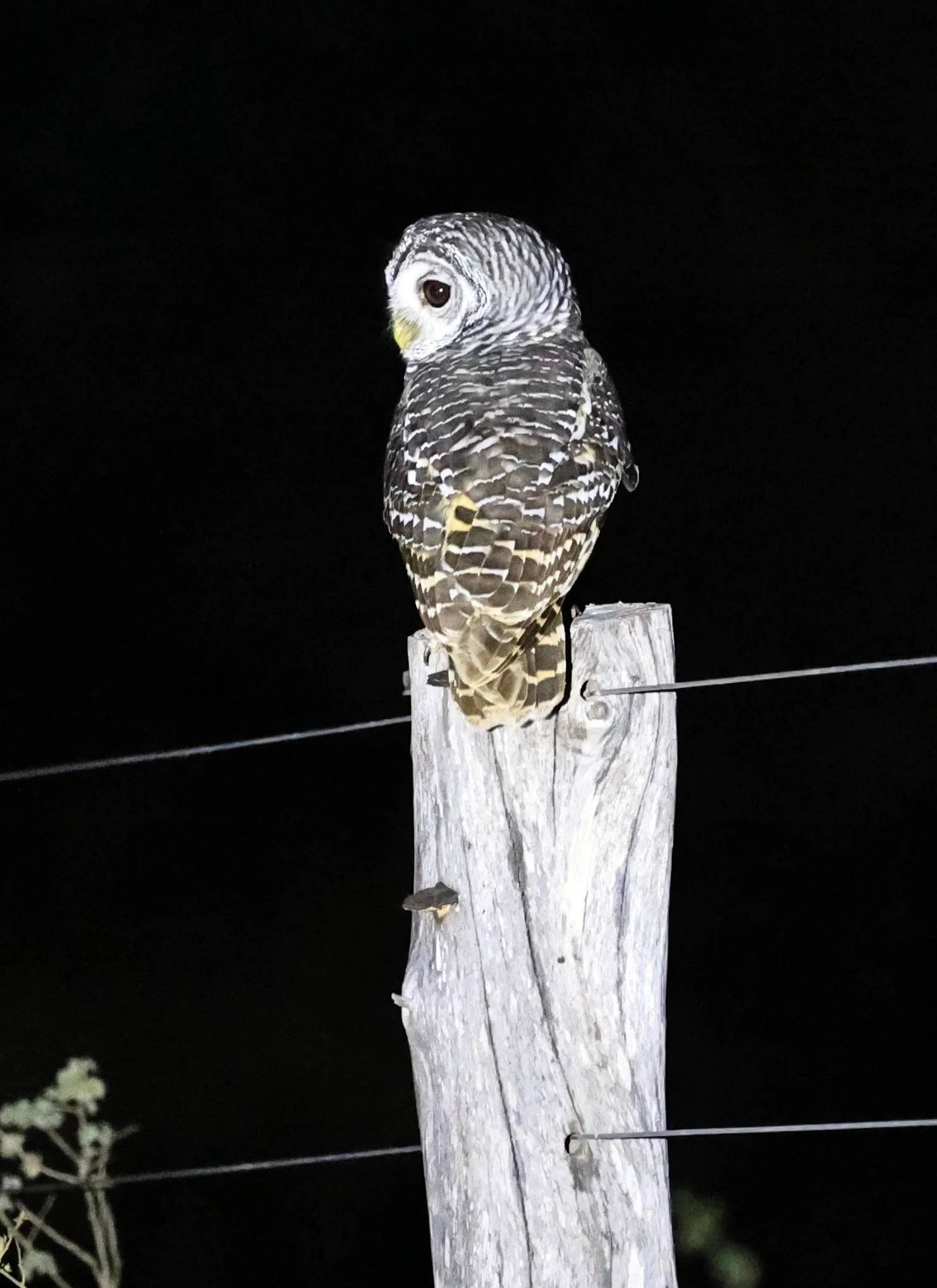 Chaco Owl (Strix chacoensis) Fortin Toledo Paraguay (7).jpg