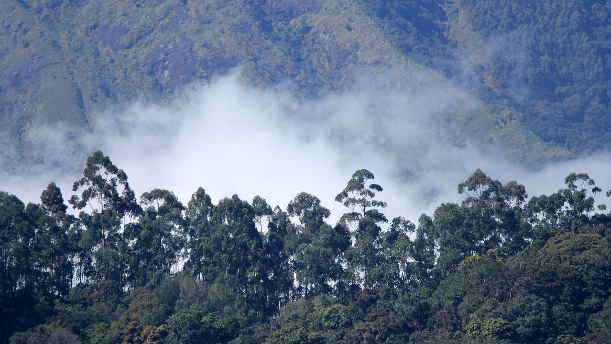 PAMPADUM SHOLA NATIONAL PARK KERALA INDIA (12).JPG