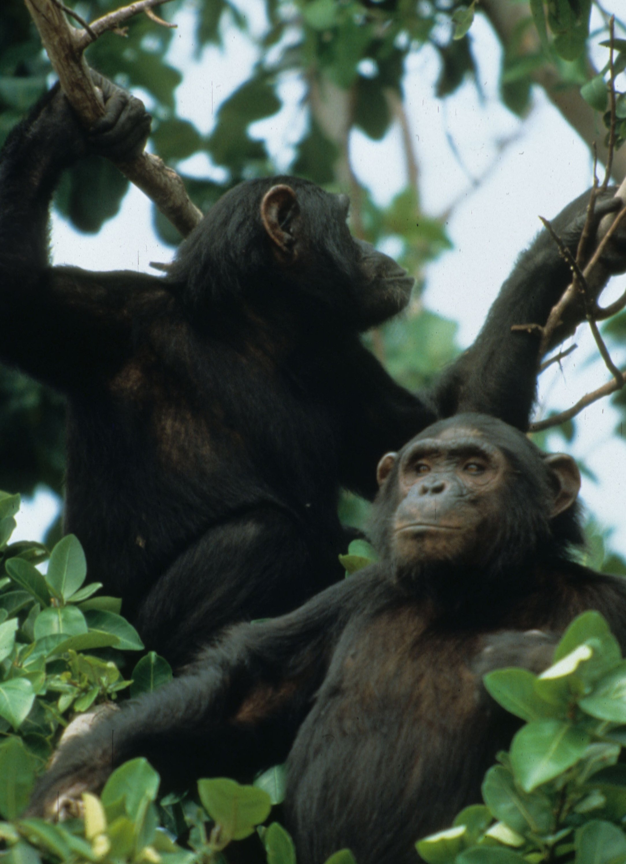 PRIMATE - CHIMP - UGANDA 18.jpg