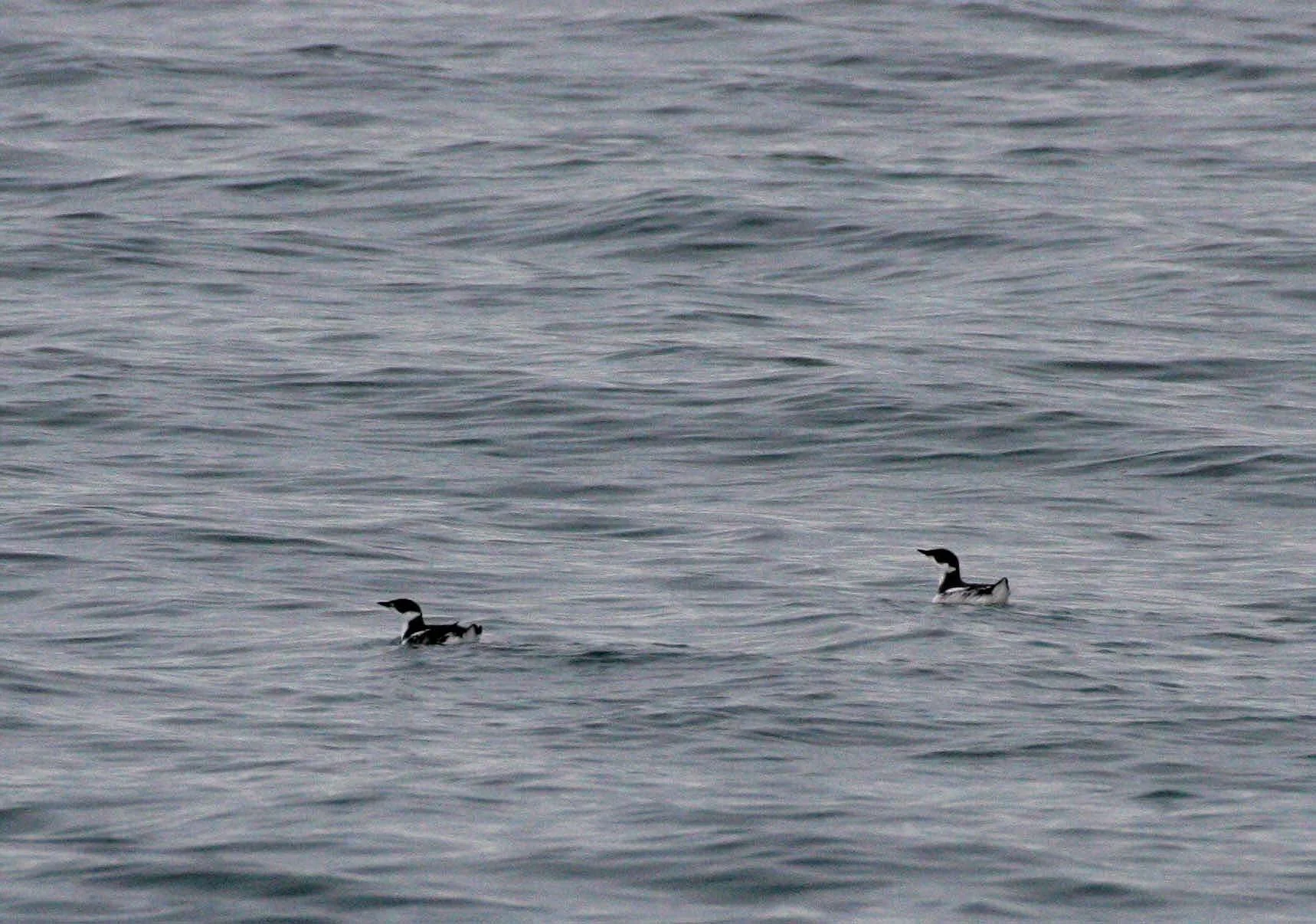 Brachyramphus marmoratus - MARBLED MURRELET - STRAIT OF JUAN DE FUCA U (31).jpg