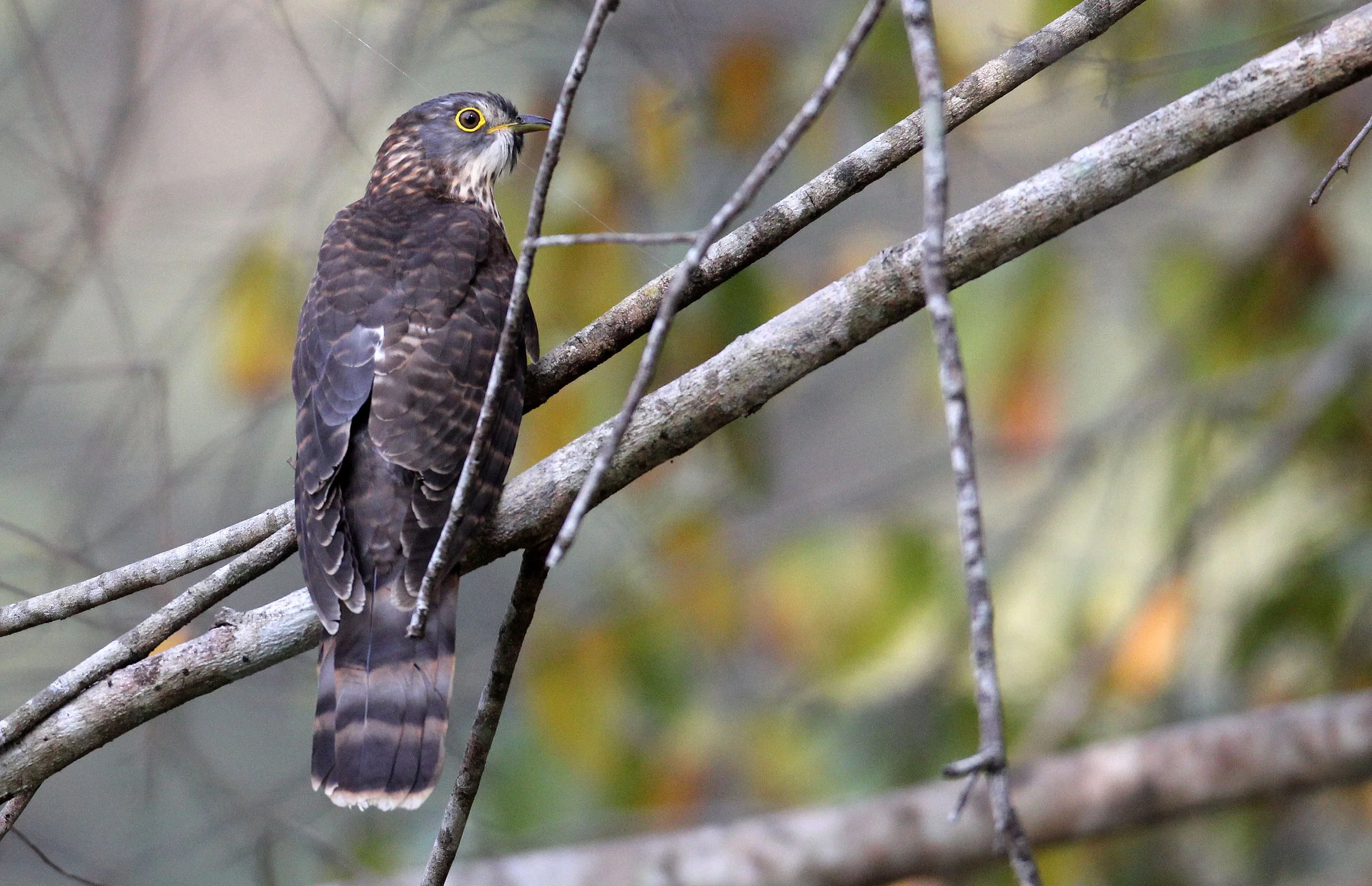 Large Hawk-cuckoo (Hierococcyx sparveroides) Huai Kha Khaeng NWR Thailand (22).JPG