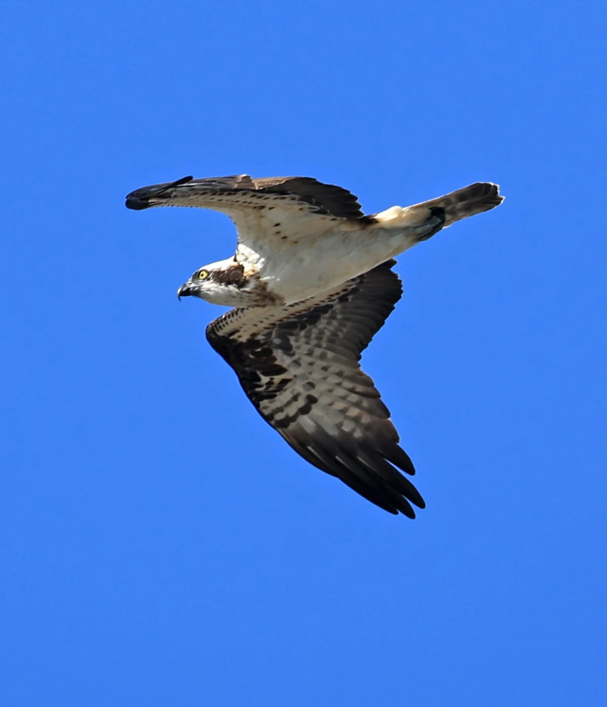 Western osprey (Pandion haliaetus) Shimotonda Sadowaracho Birding Ponds Miyazaki Kyushu Japan