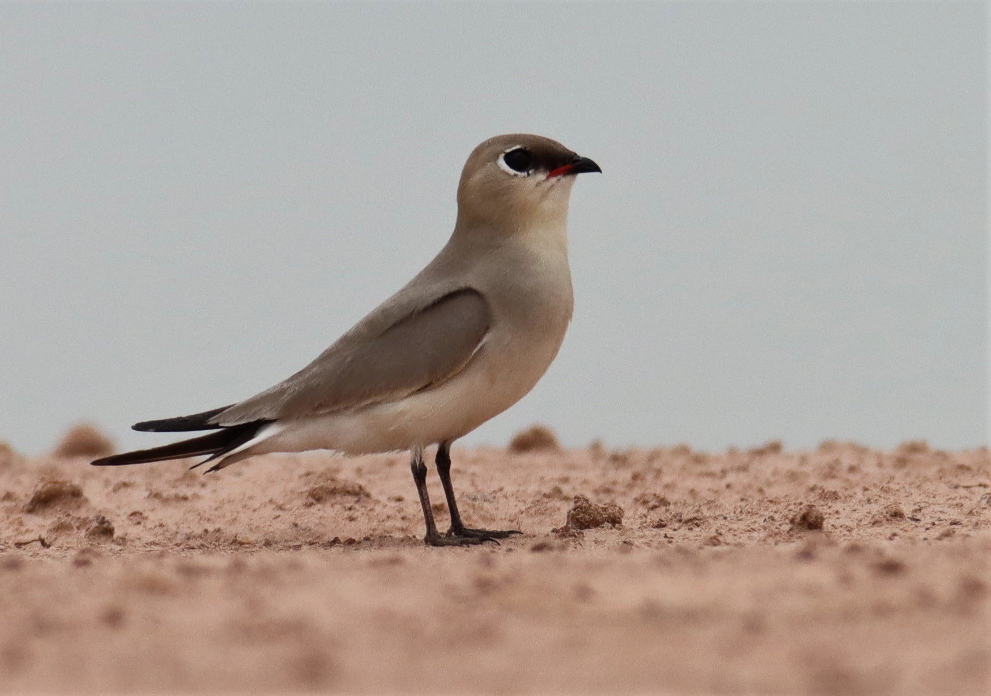 PRATINCOLE - SMALL PRATINCOLE - Glareola lactea - KABIN BURI WETLANDS 15KM OUT ON 304 (50).jpg