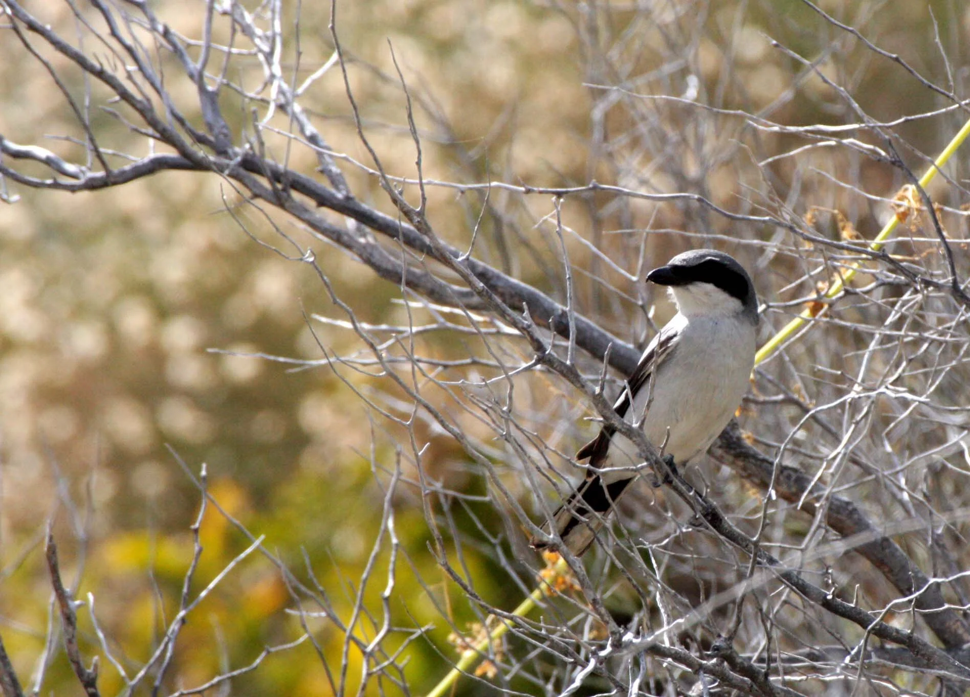 Loggerhead Shrike (Lanius ludovicianus) Isla Catalina Baja Mexico (18).JPG