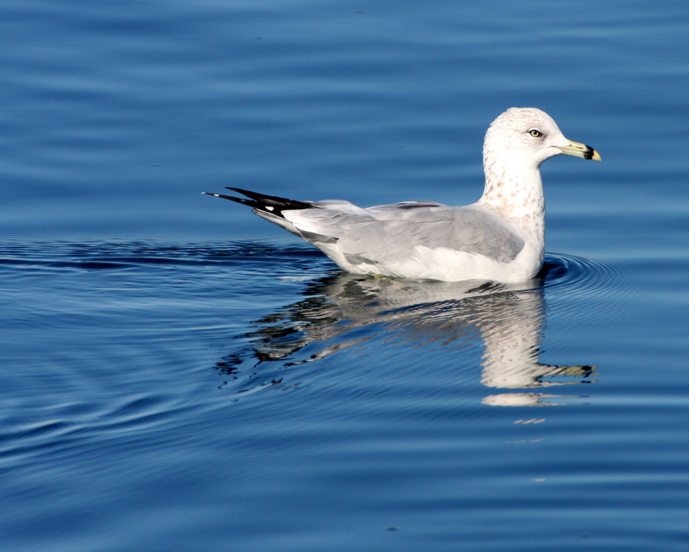 BIRD - GULL - RING-BILLED GULL - SEQUIM BAY.JPG