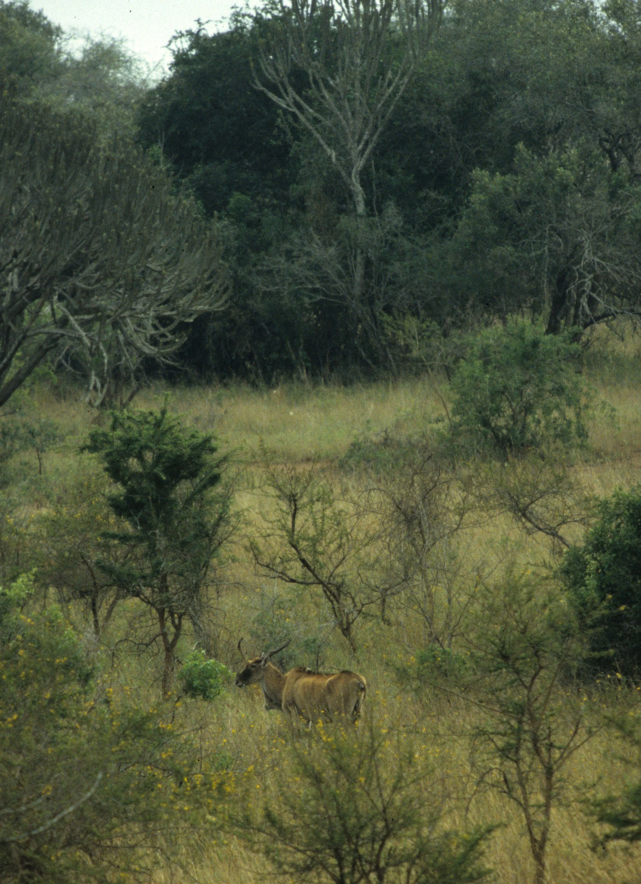 BOVID - ELAND - GREATER - UGANDA QE (4).jpg