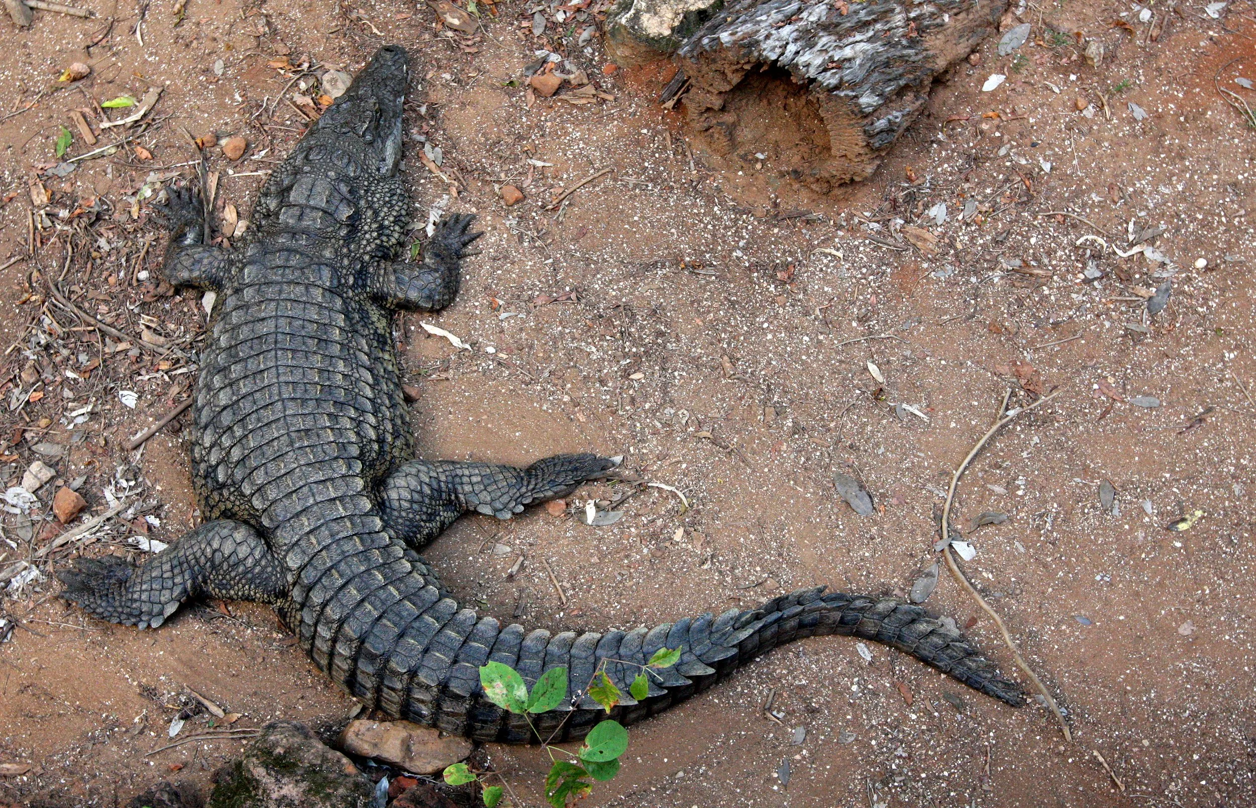 Crocodylus niloticus - NILE CROCODILE - BERENTY RESERVE MADAGASCAR (5).JPG