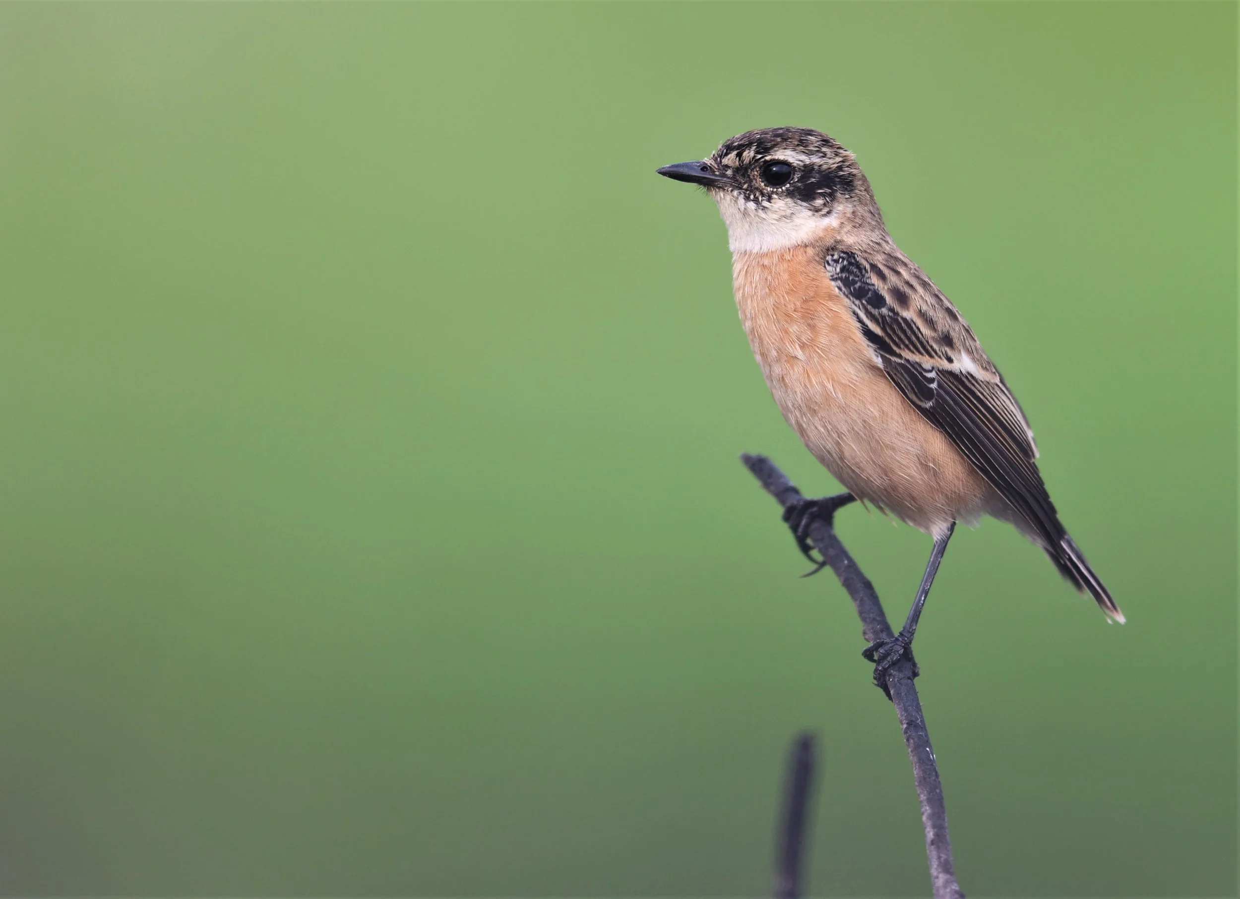 STONECHAT - AMUR (STEJNEGER'S) STONECHAT - Saxicola stejnegeri - PATHUM THANI RICE RESEARCH CENTER 06 NOV 2021 (29).jpg