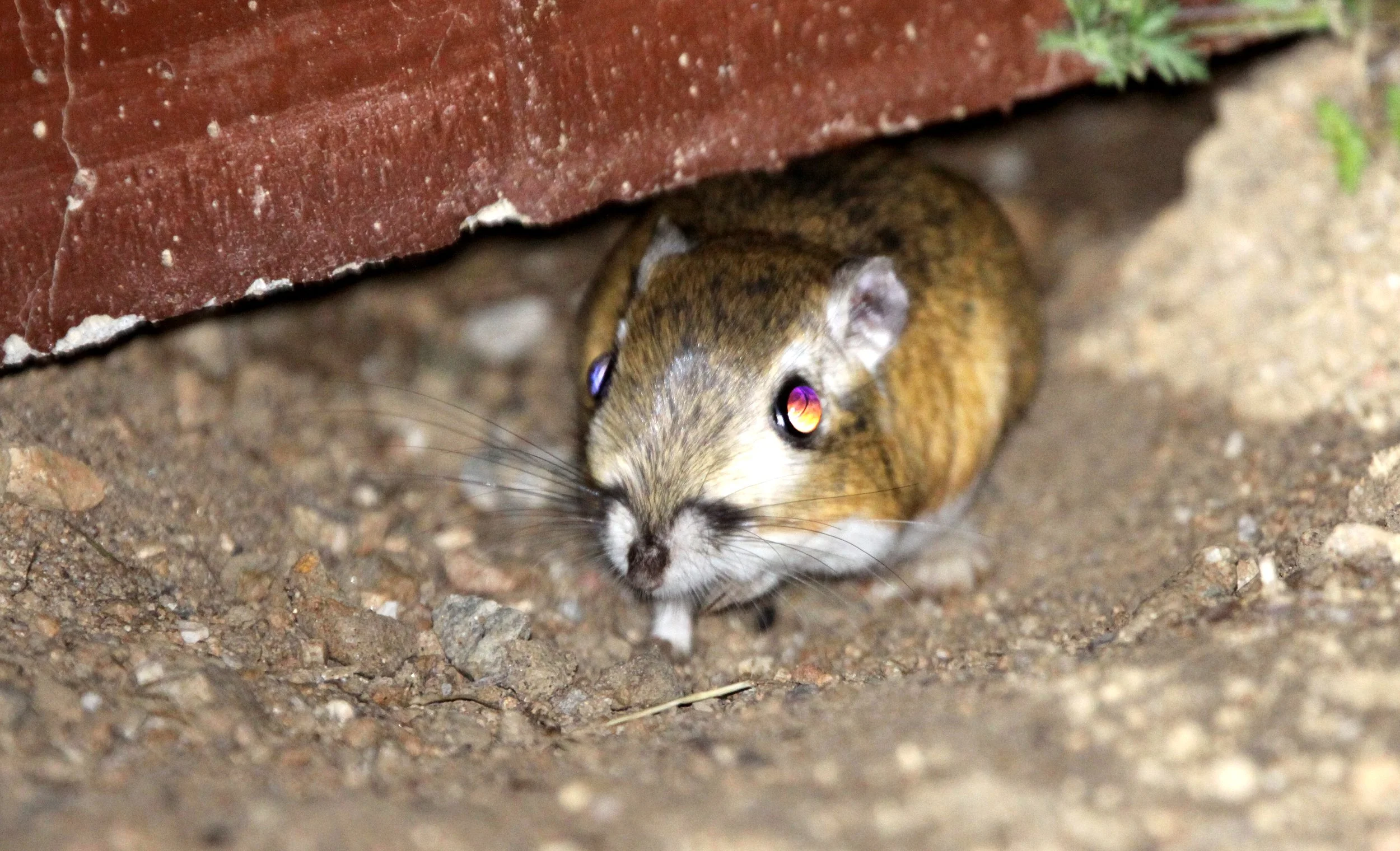 Dipodomys ingens - GIANT KANGAROO RAT - CARRIZO PLAIN NATIONAL MONUMENT (5).JPG