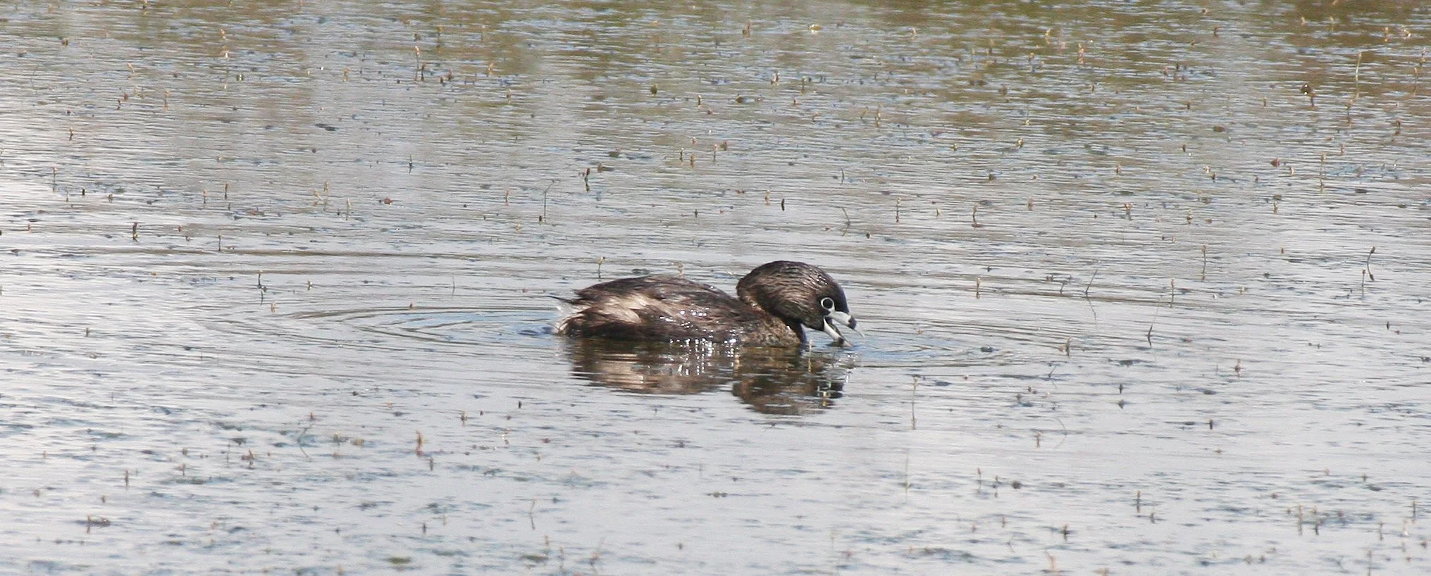 Pied-billed Grebe (Podilymbus podiceps) Ridgefield NWR Washington (8).JPG
