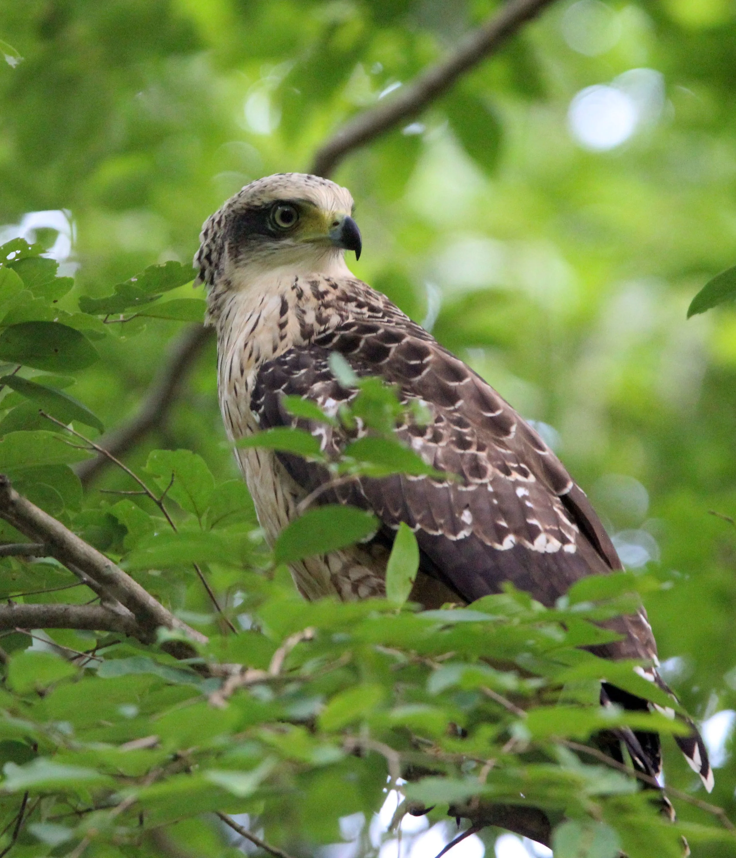 EAGLE - CRESTED SERPENT EAGLE - Spilornis cheela - KAENG KRACHAN NATIONAL PARK THAILAND (8).JPG