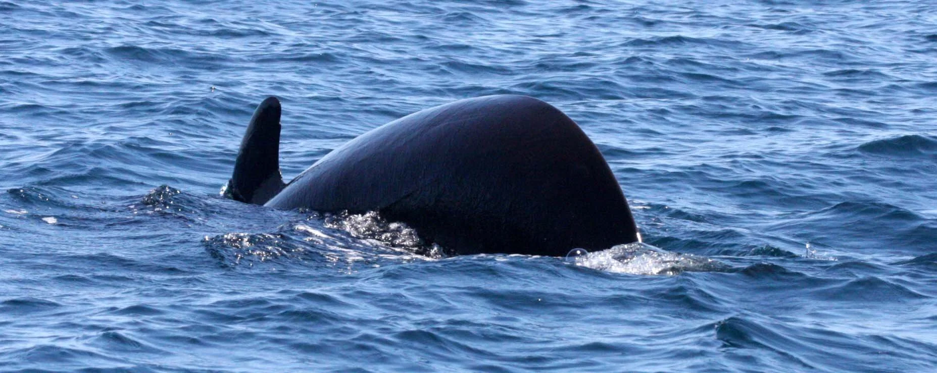 Globicephala macrorhynchus - SHORT-FINNED PILOT WHALE - ISLA CATALINA BAJA MEXICO - BAHIA LORETO (69).JPG