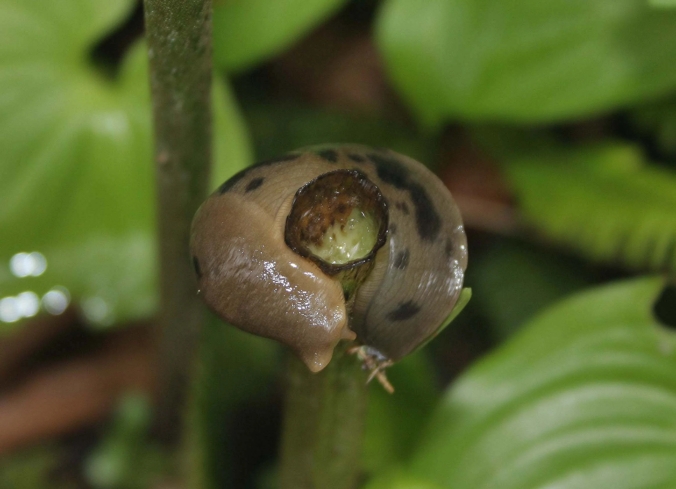INVERTS - MOLLUSCA - BANANA SLUG - OP.jpg