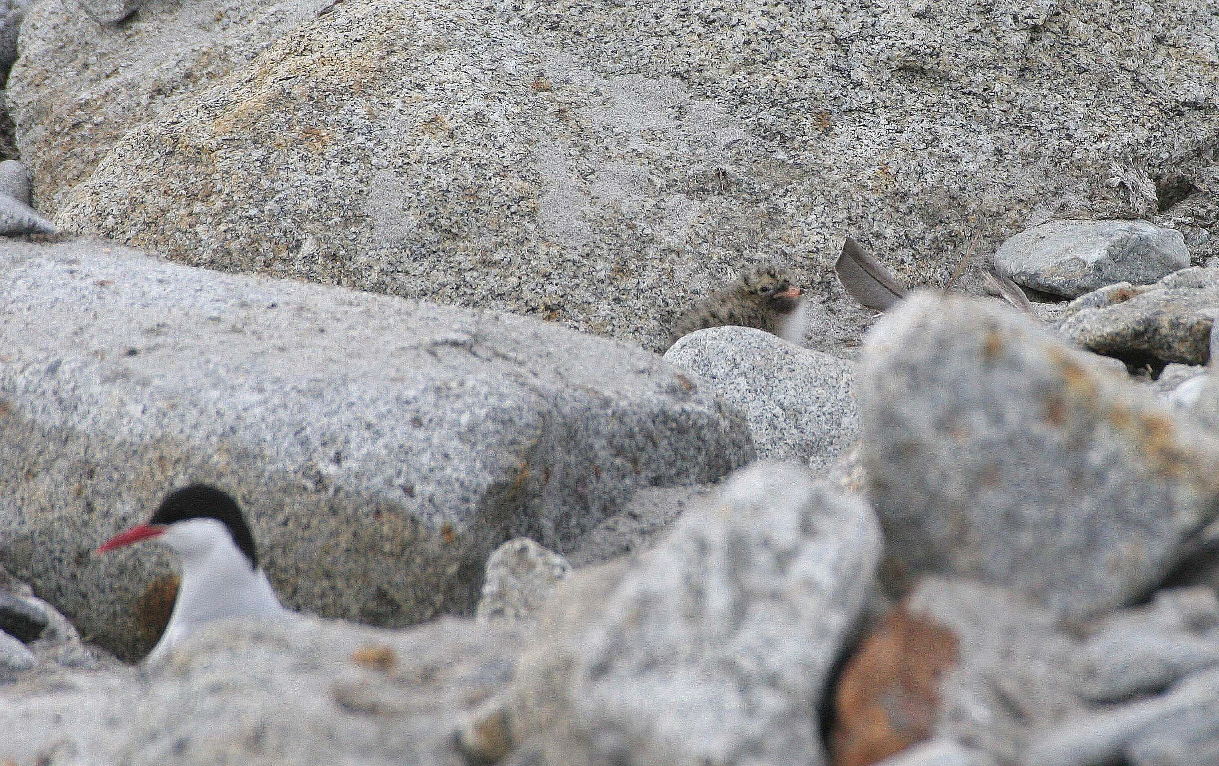 BIRD - TERN - ARCTIC TERN - SVALBARD (21).jpg