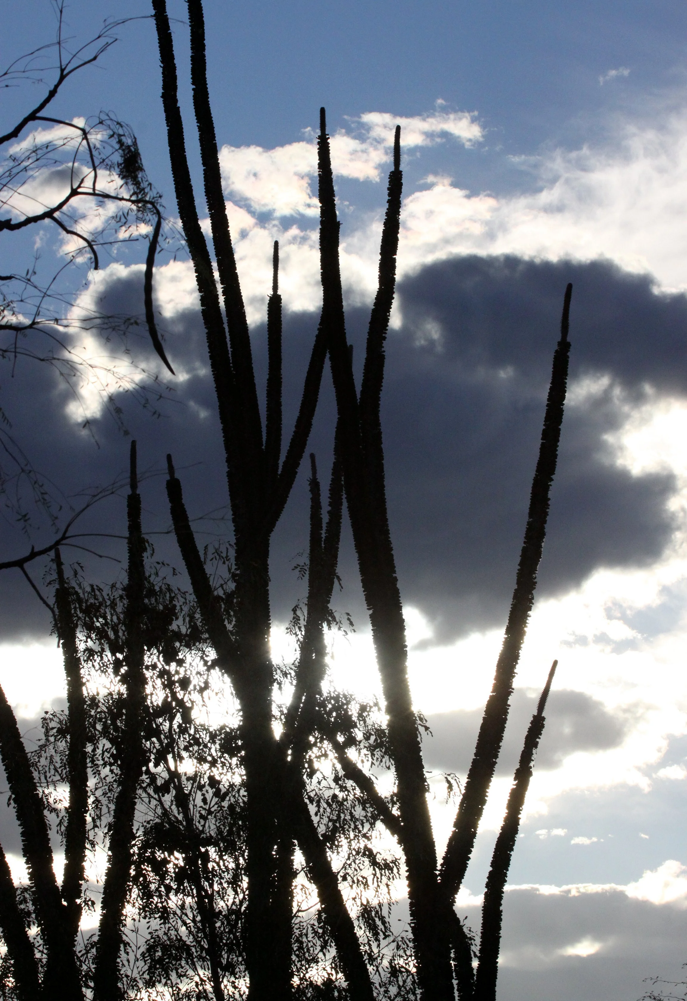 BERENTY RESERVE MADAGASCAR - SUNSET OVER THE ALLAUDIA (2).JPG