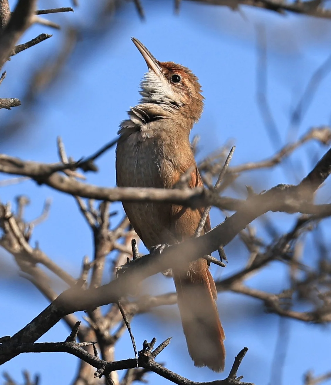 Chaco earthcreeper (Tarphonomus certhioides) Chaco Lodge & Laguna Salada Paraguay (10).jpg