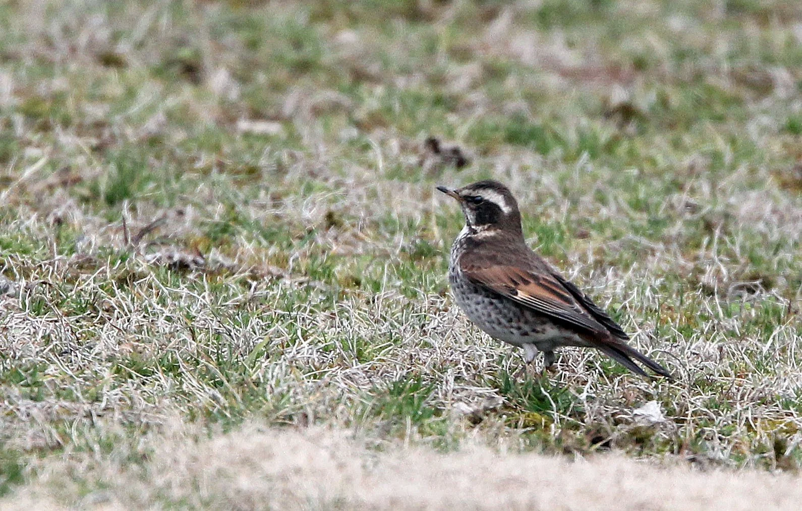 Dusky Thrush (Turdus eunomus) Binjiang Forest Park Shanghai (4).JPG